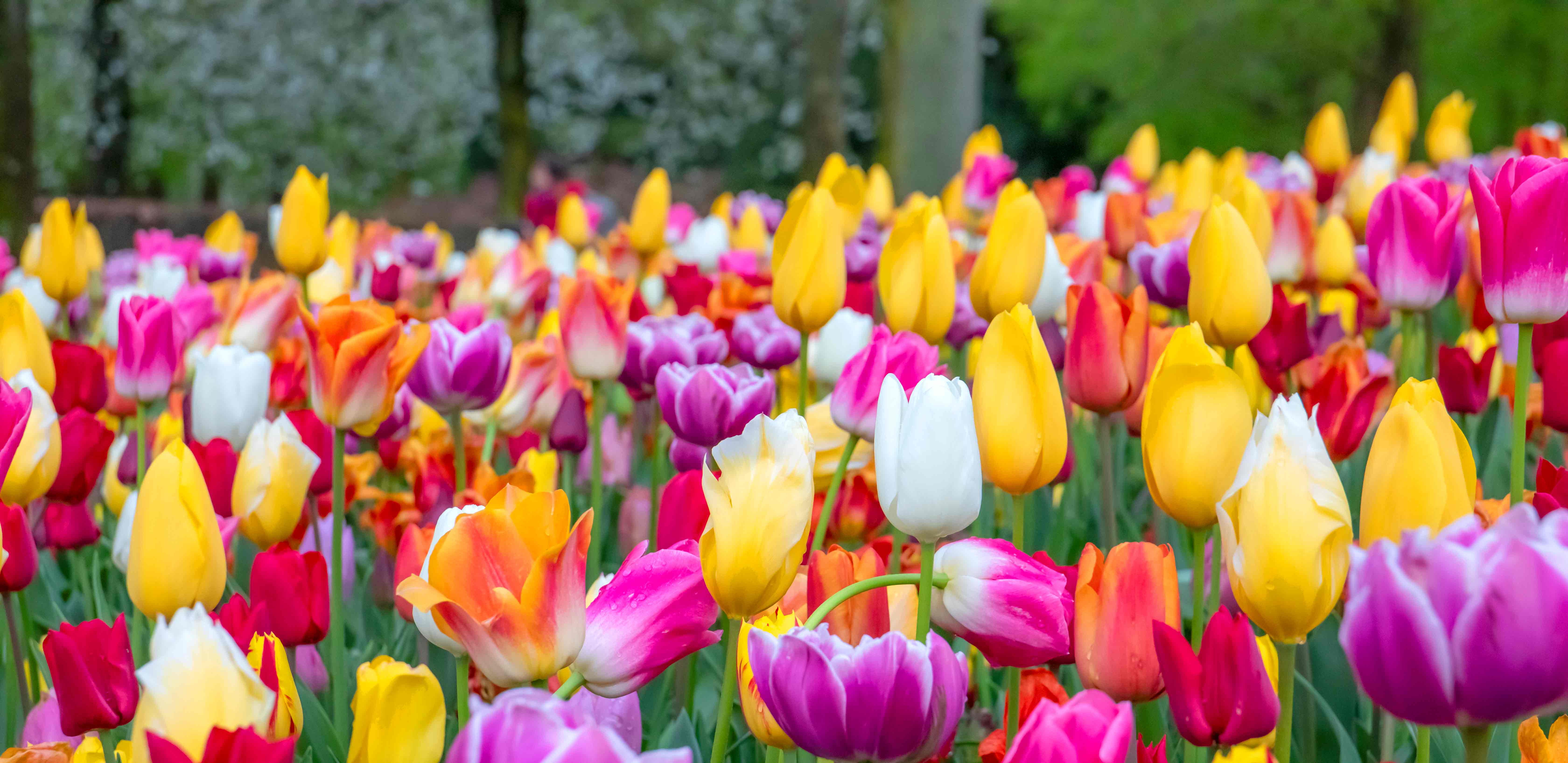 Grow Your Dream Garden Today