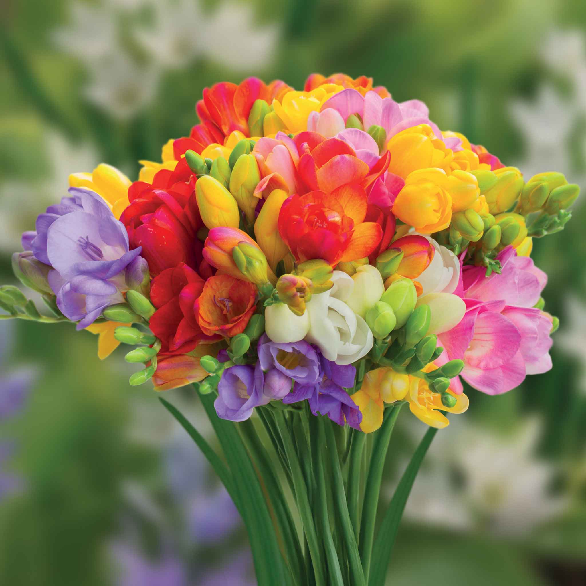 All Summer Long 100 Flower Bulb Mix - Image 2