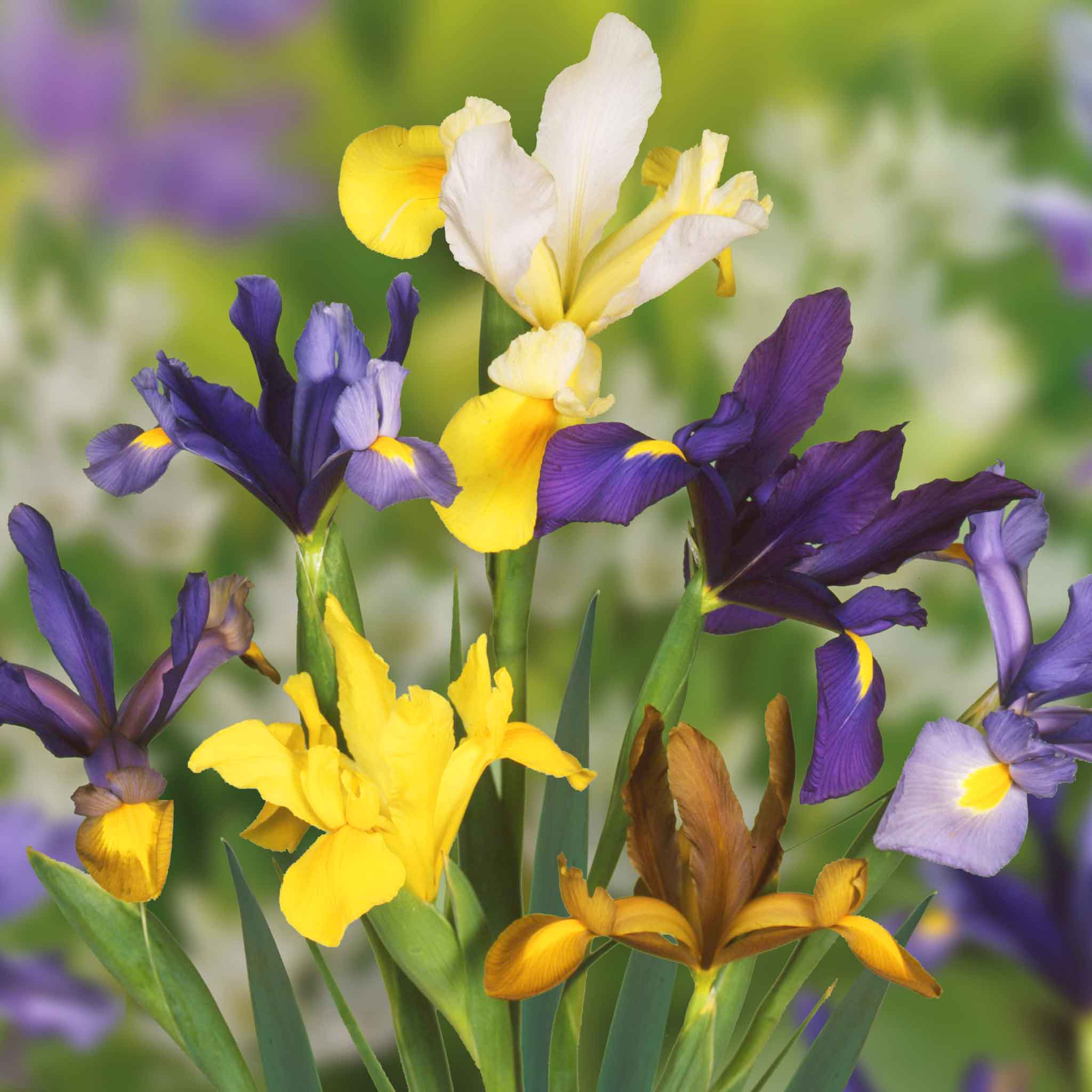 All Summer Long 100 Flower Bulb Mix - Image 5