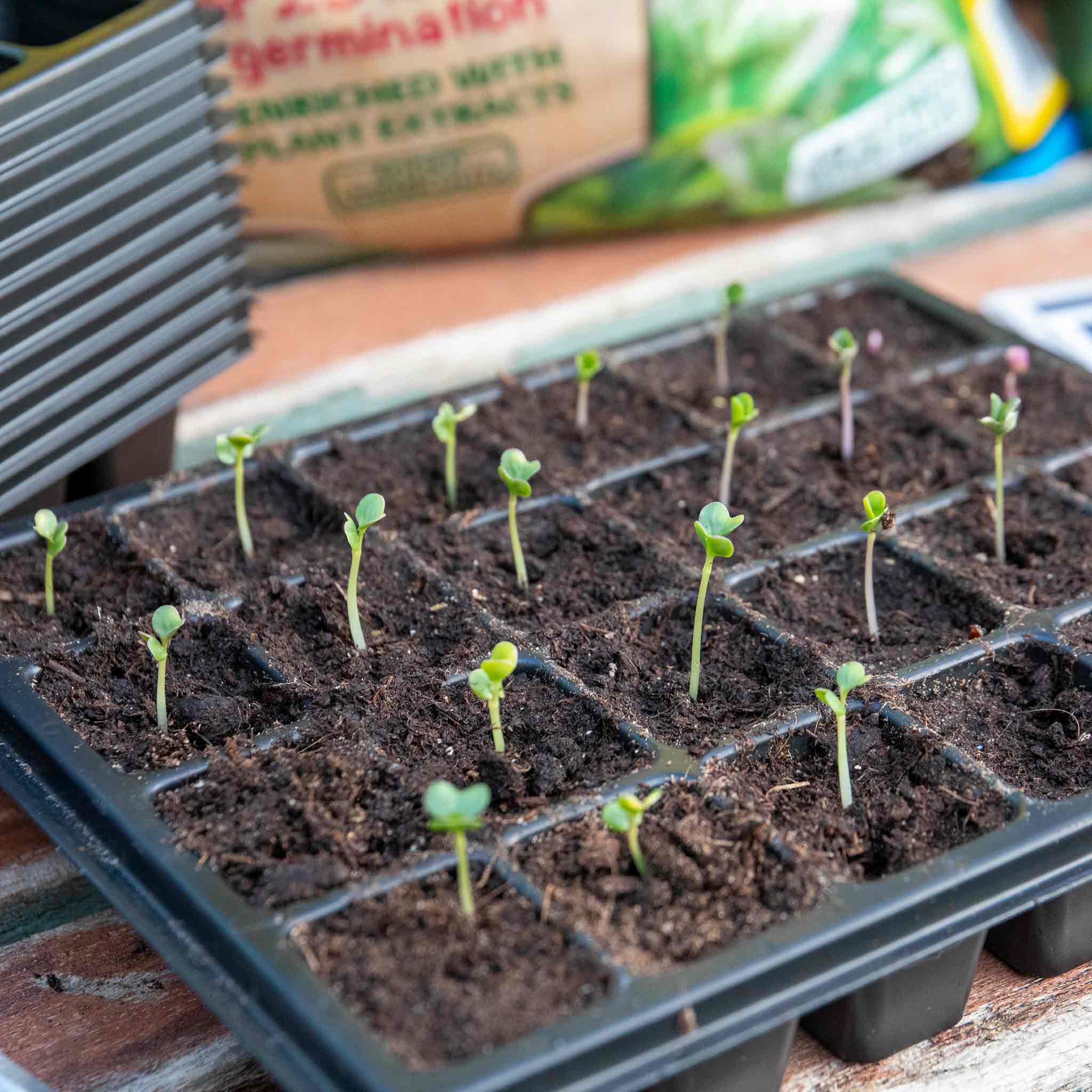12 x 24 Cell Seed Trays - Image 3