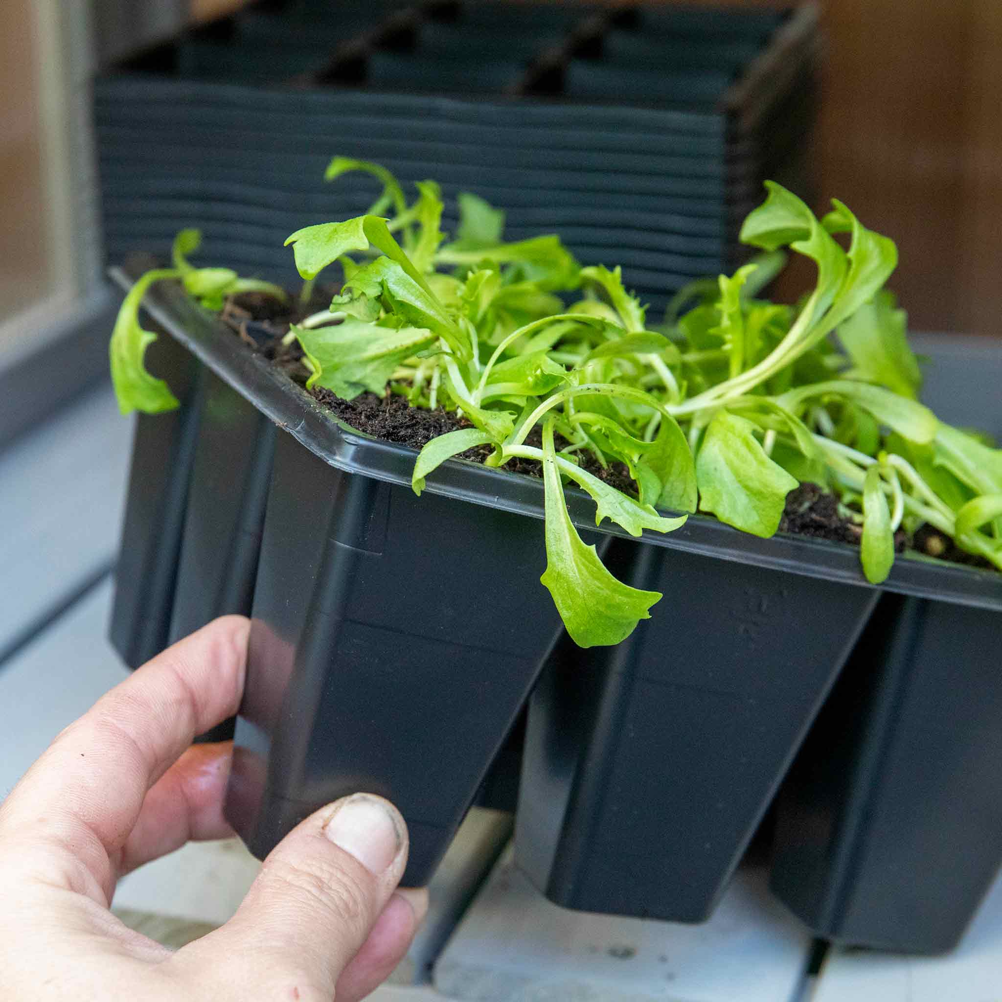 12 x 9 Cell Deep Seed Tray - Image 3