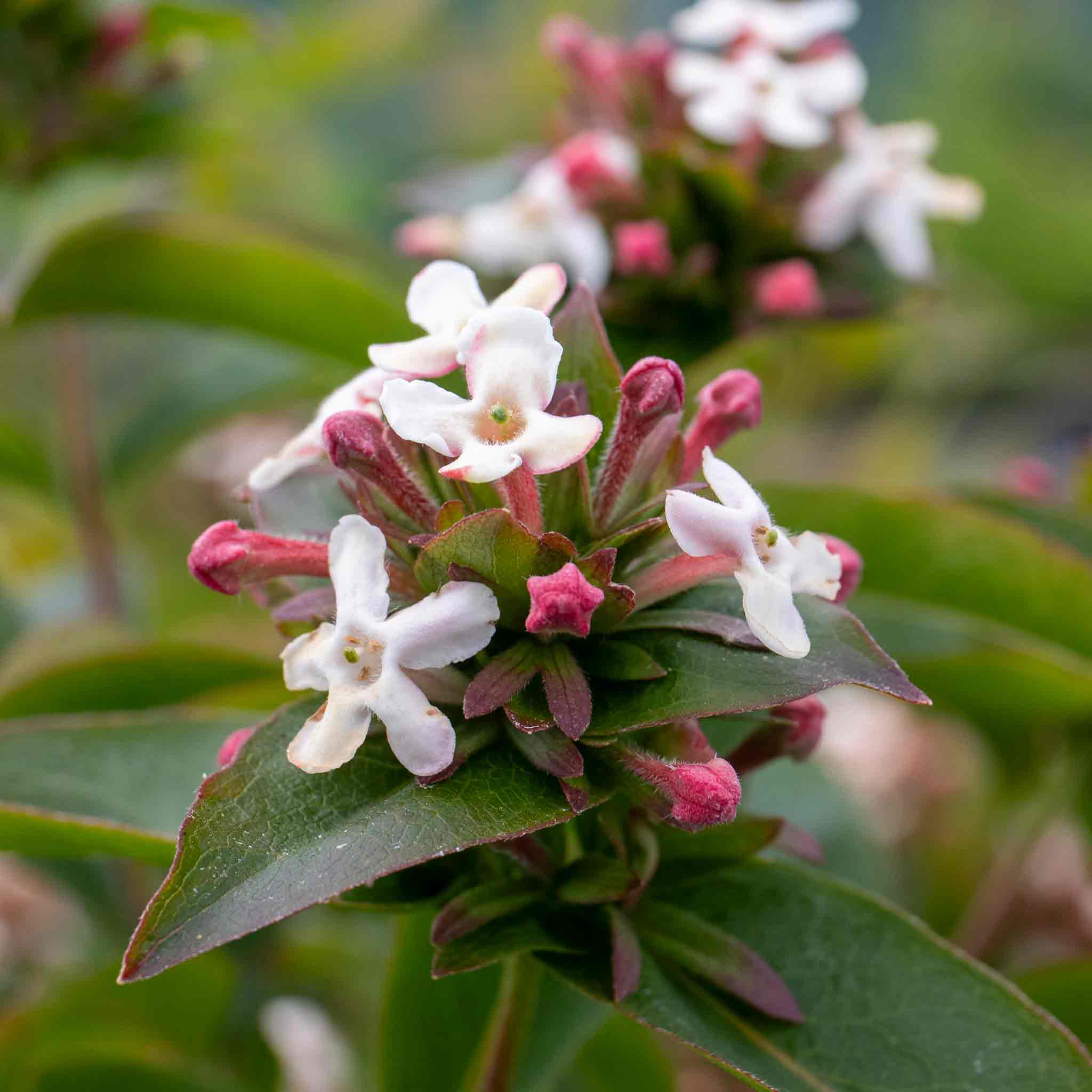 Abelia Mosanensis 'Bridal Bouquet Monia' - Image 7