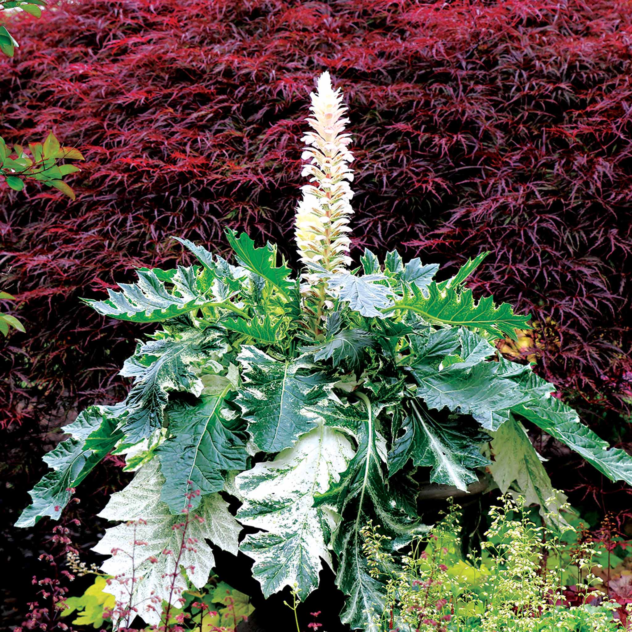 Acanthus 'Whitewater' - Image 4