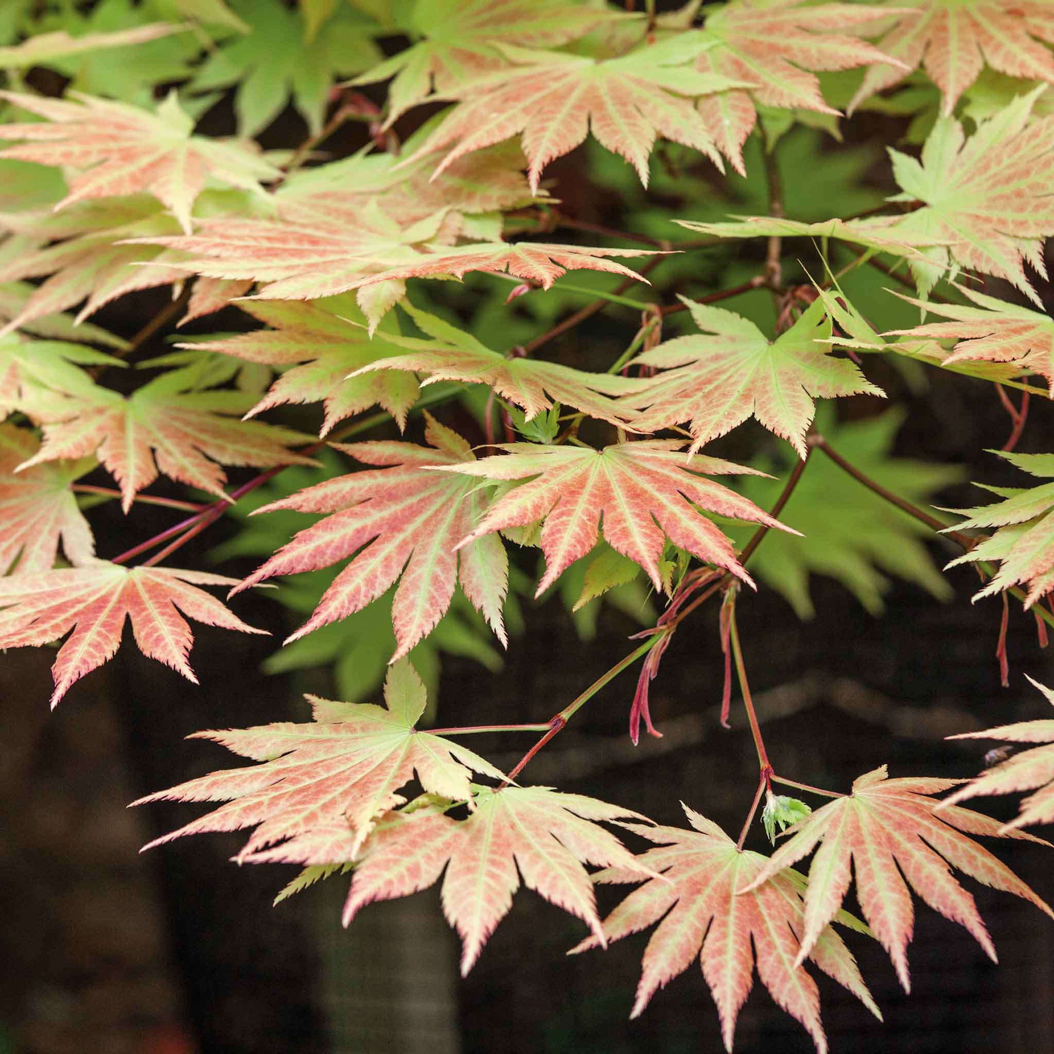 Acer palmatum 'Orange Dream' - Image 4