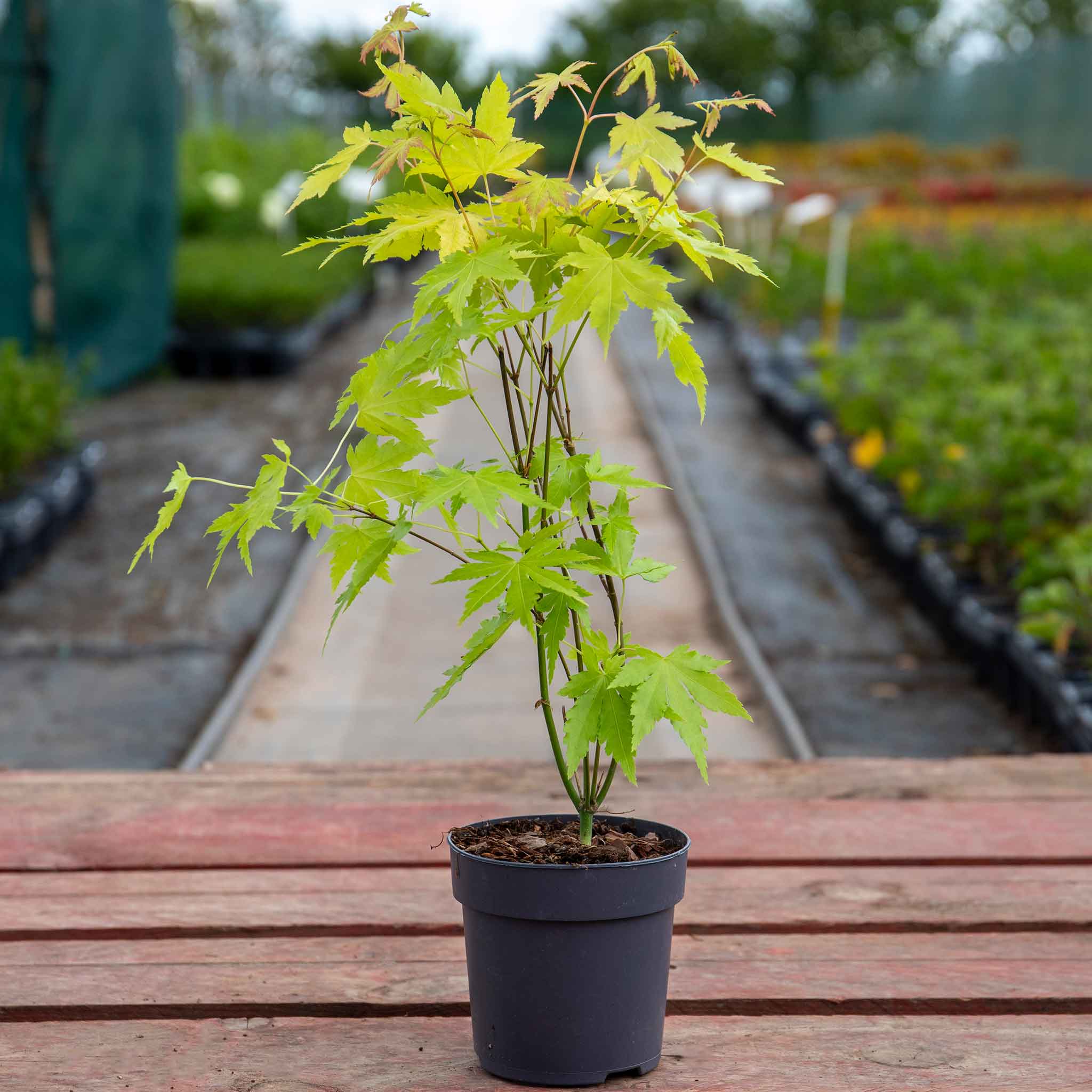 Acer palmatum 'Orange Dream' - Image 5