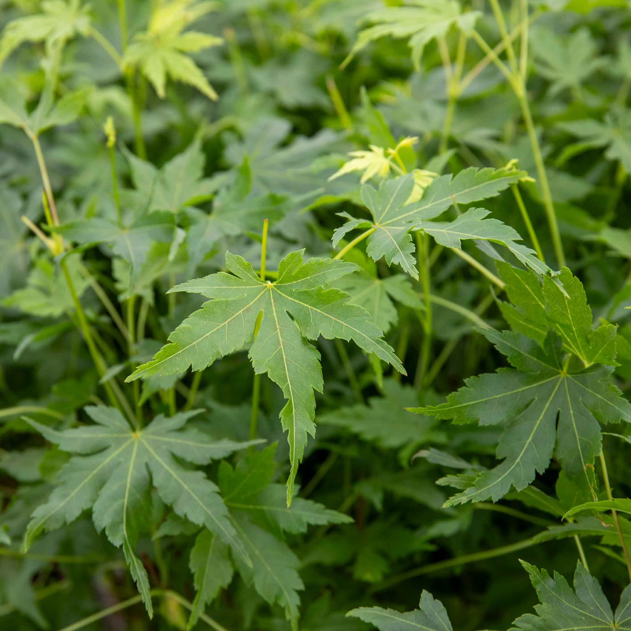 Acer palmatum Collection - Image 3