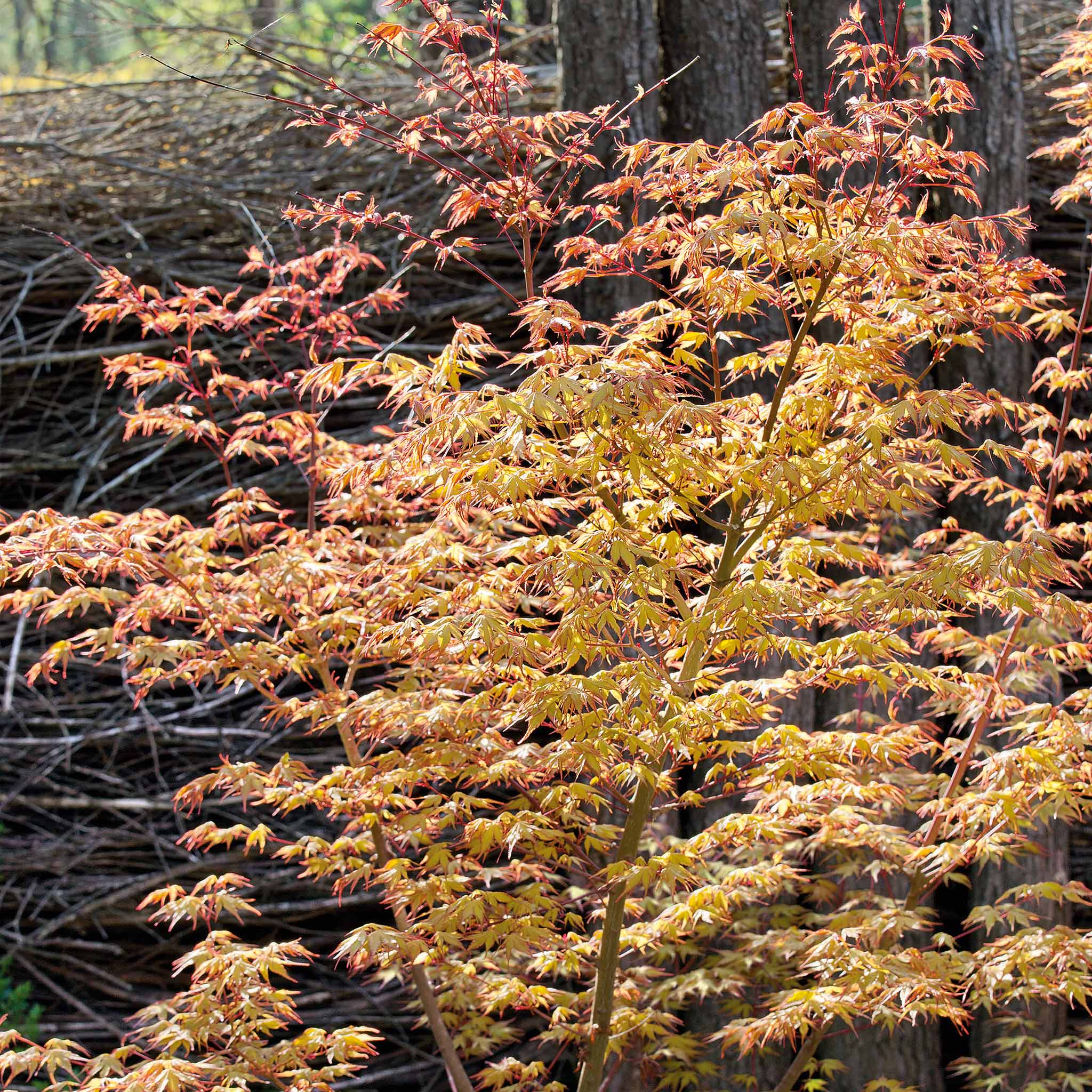 Acer palmatum 'Katsura' - Image 10
