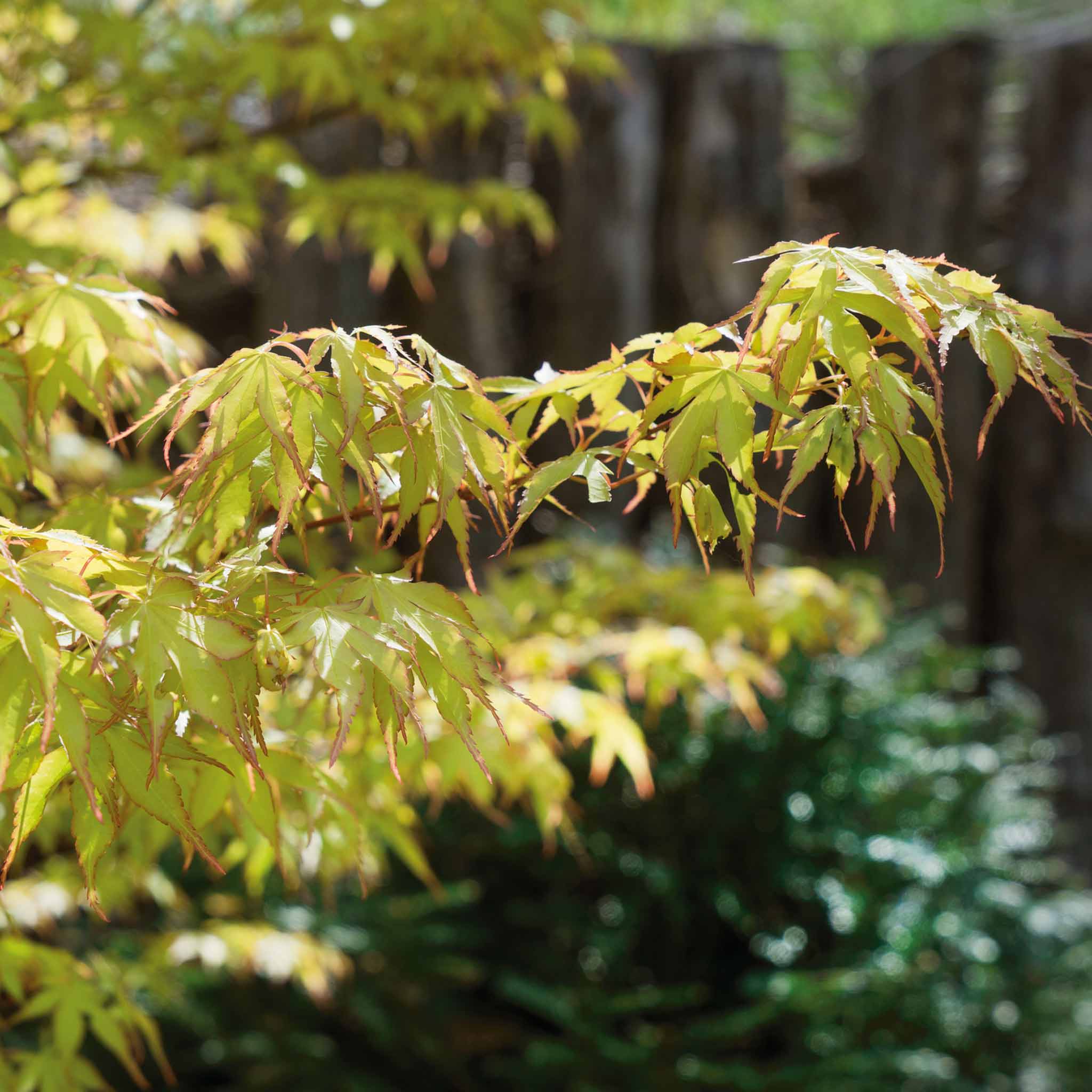 Acer palmatum 'Katsura' - Image 12