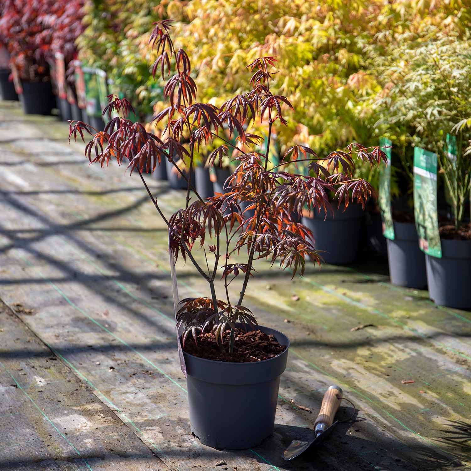 Acer palmatum 'Trompenburg' - Image 6