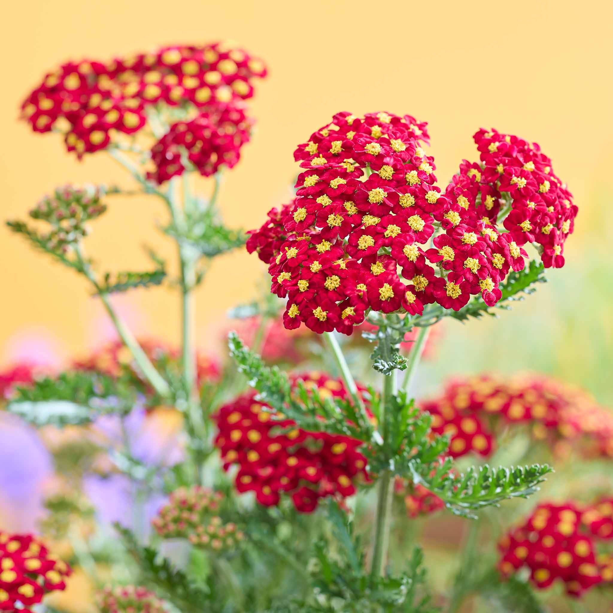 Yarrow 'Colour Burst Red' - Image 8