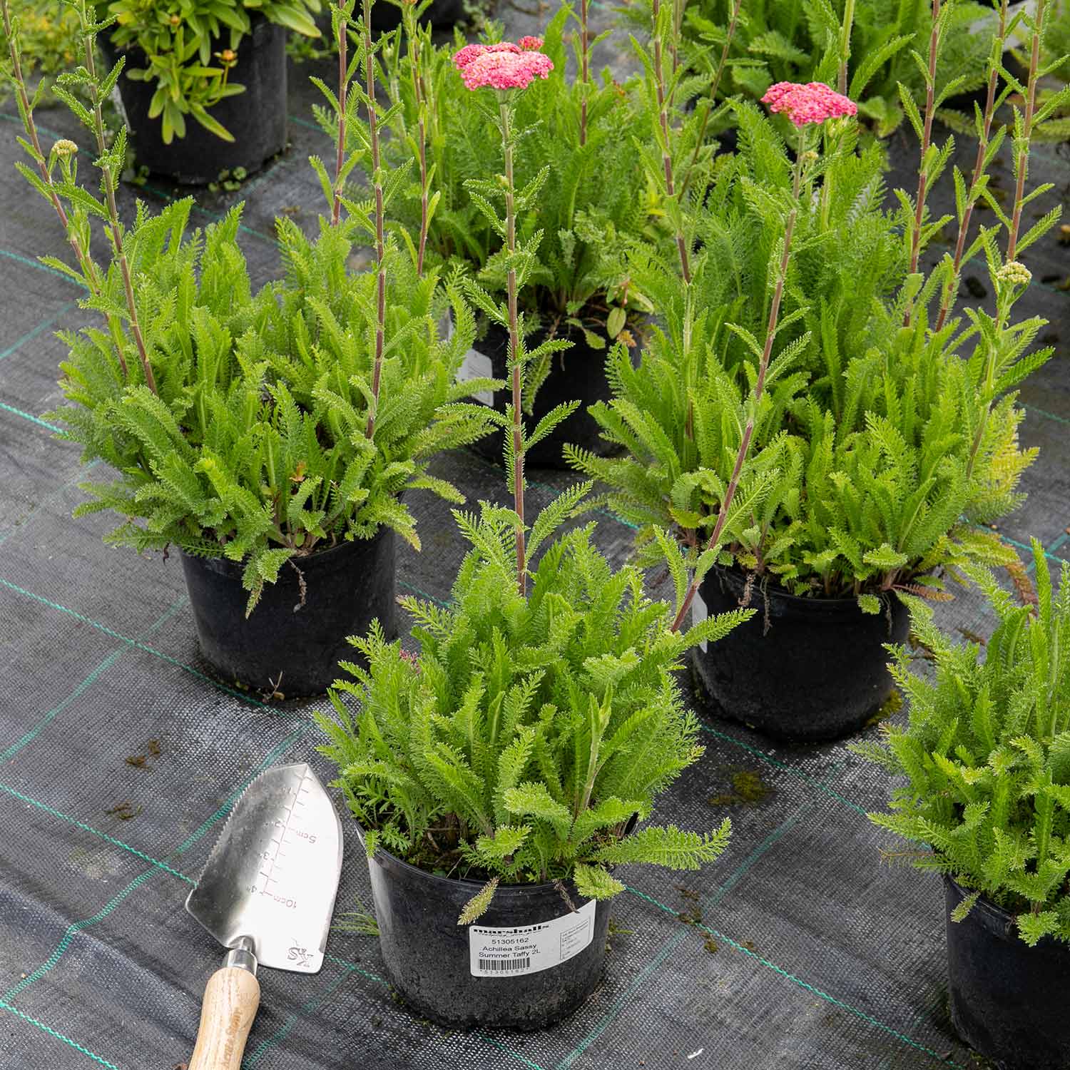 Achillea 'Sassy Summer Taffy' - Image 5