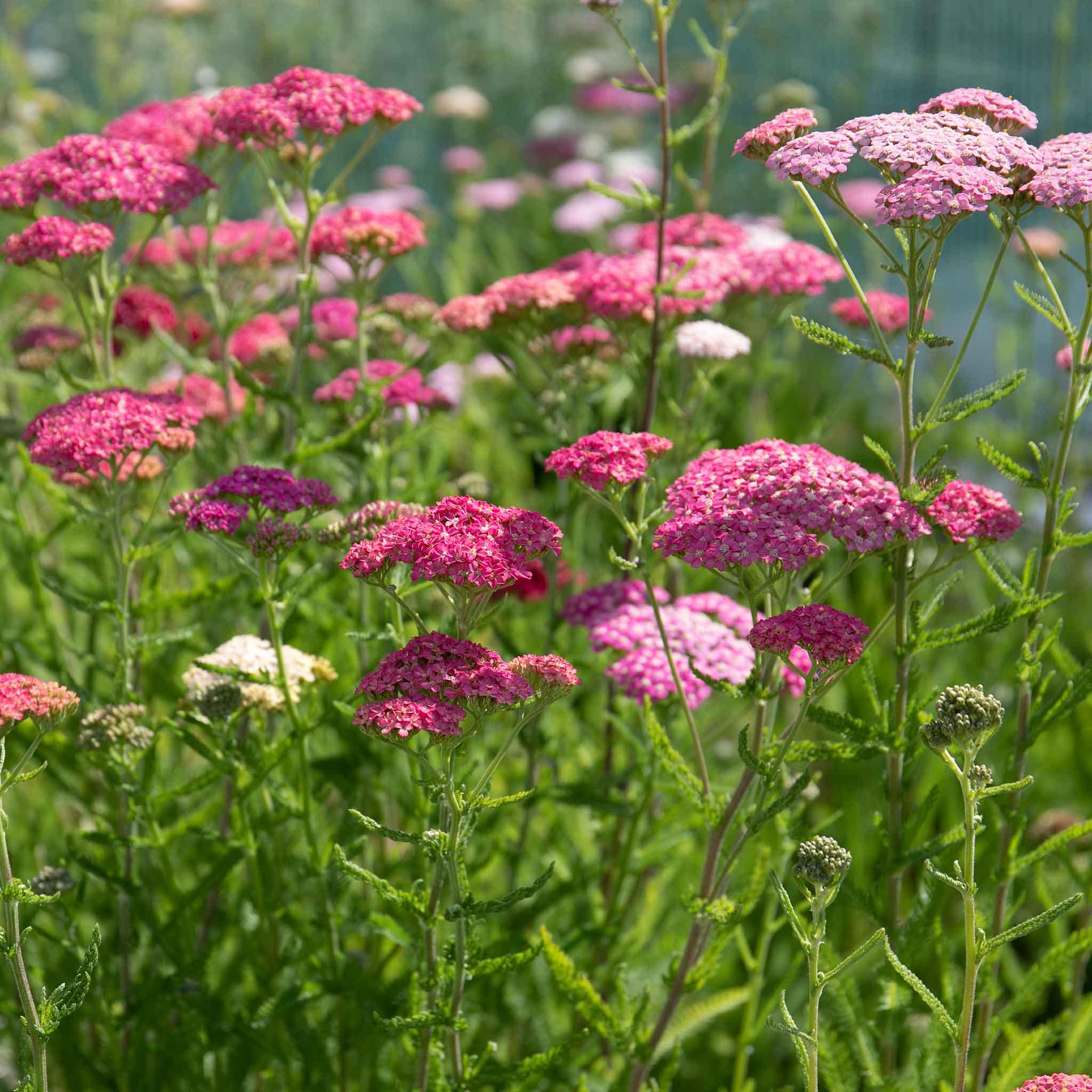 Marshalls 'Hot and Spicy Perennial Selection' - Image 4