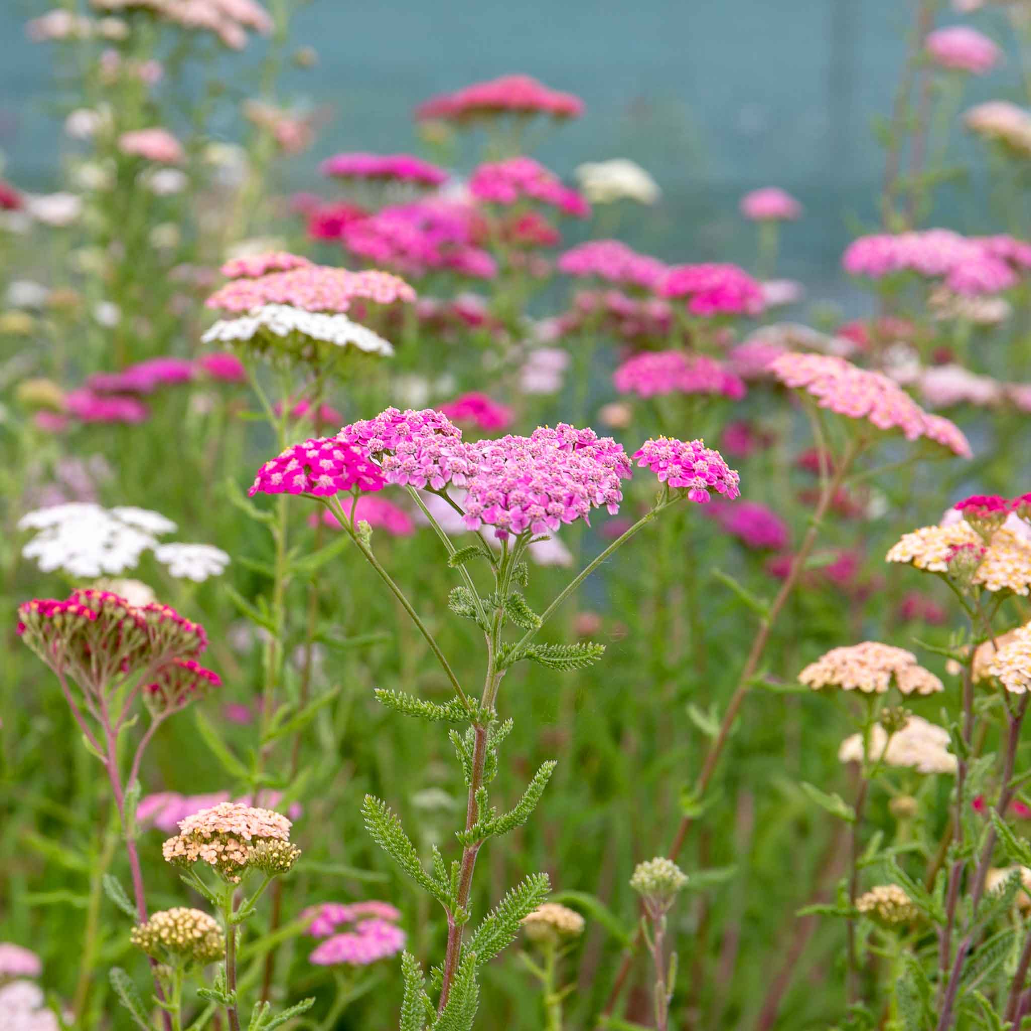 Achillea 'Summer Berries Mixed' - Image 3