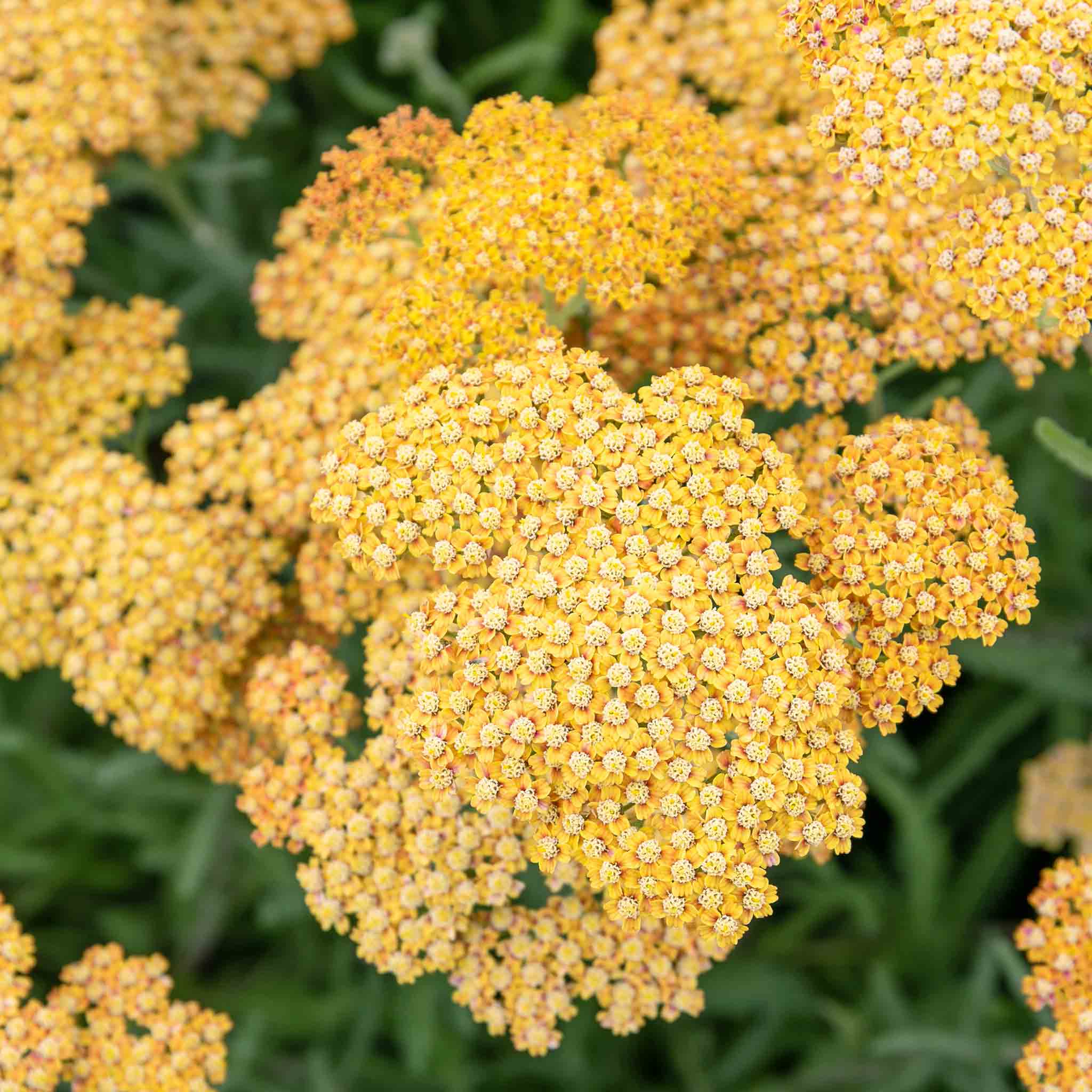 Achillea 'Terracotta' - Image 10