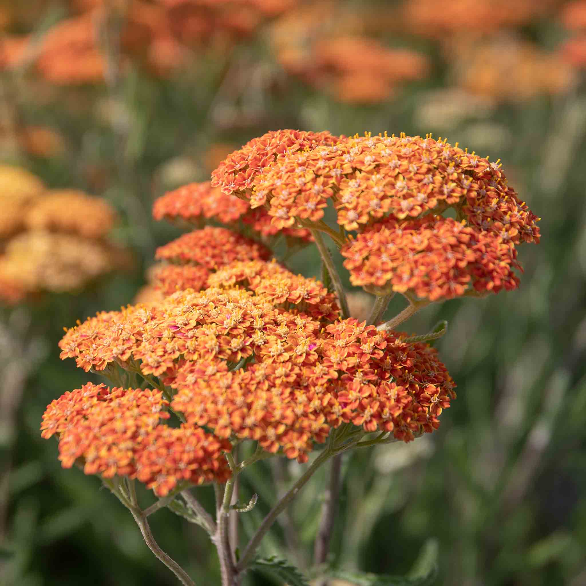 Achillea 'Terracotta' - Image 6