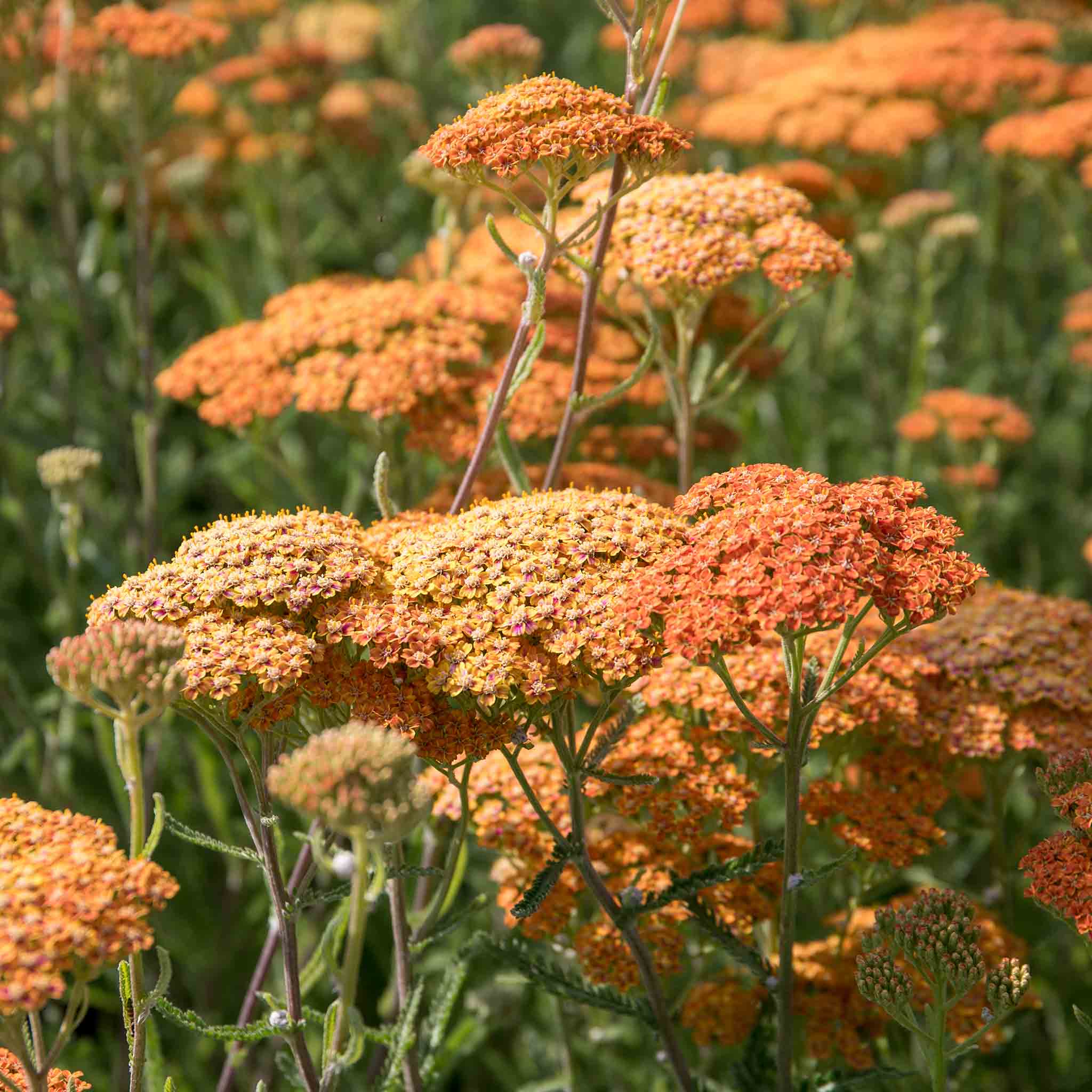 Achillea 'Terracotta' - Image 7