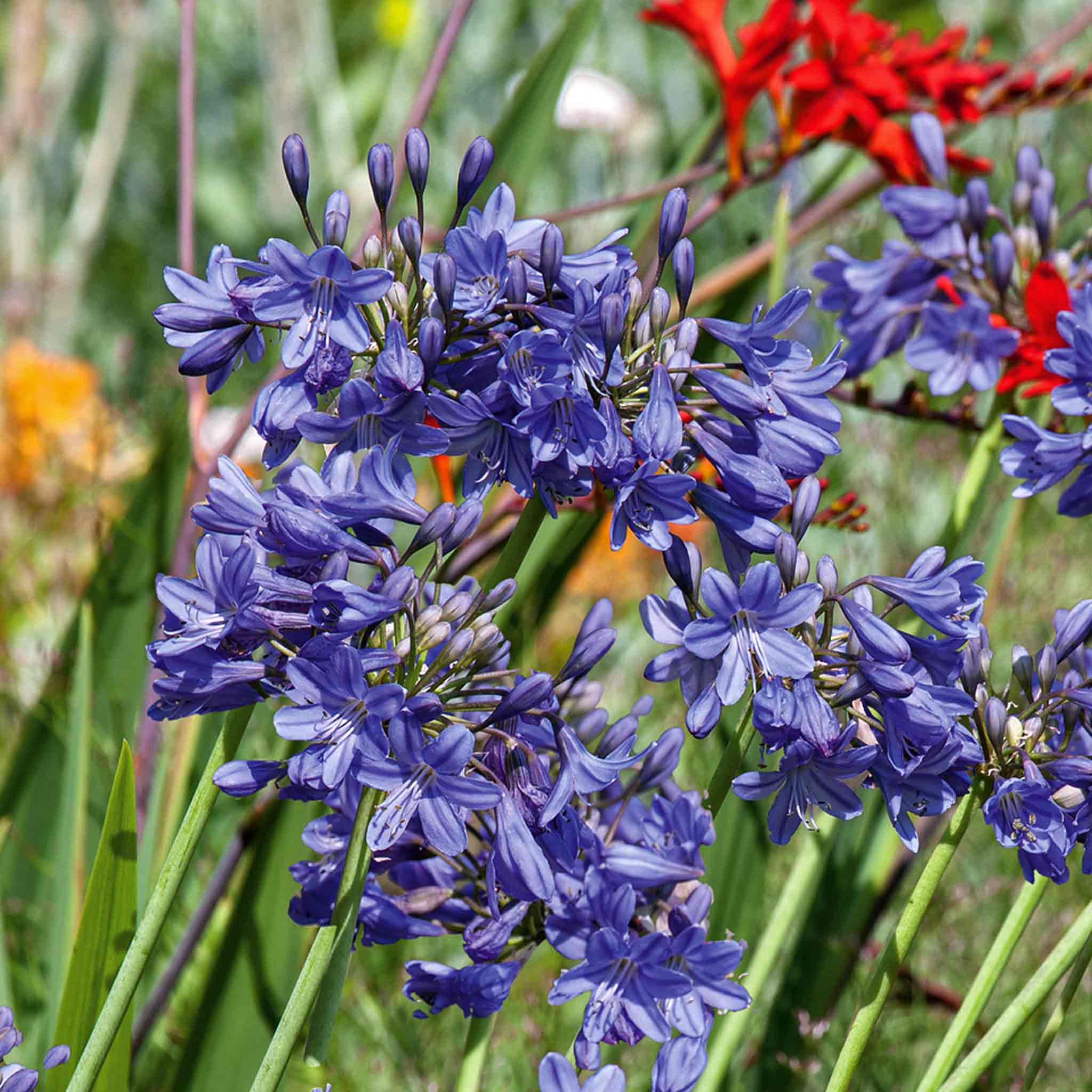 Agapanthus 'Blue' - Image 3