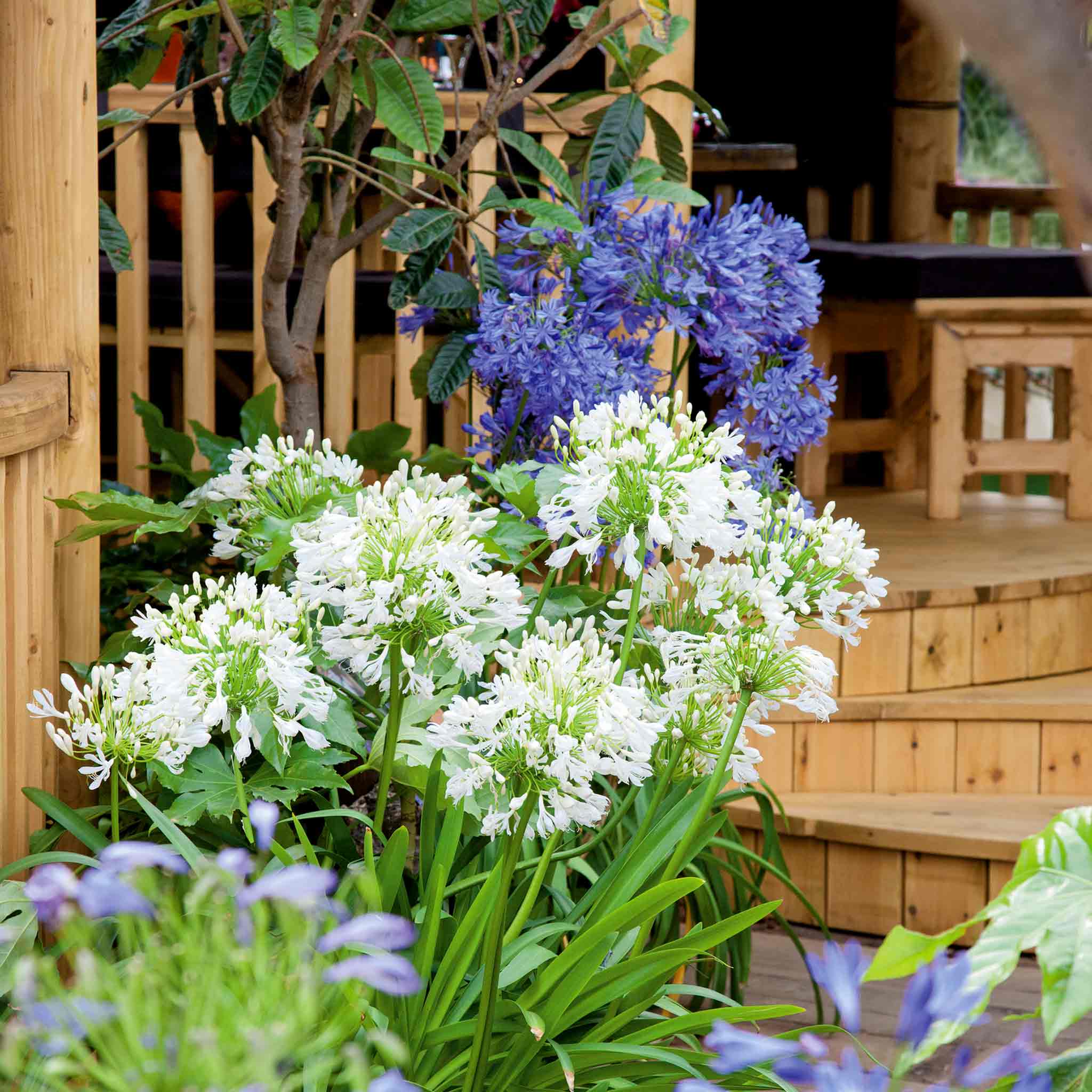 Agapanthus Bare Root 'Blue and White' Mix - Image 4