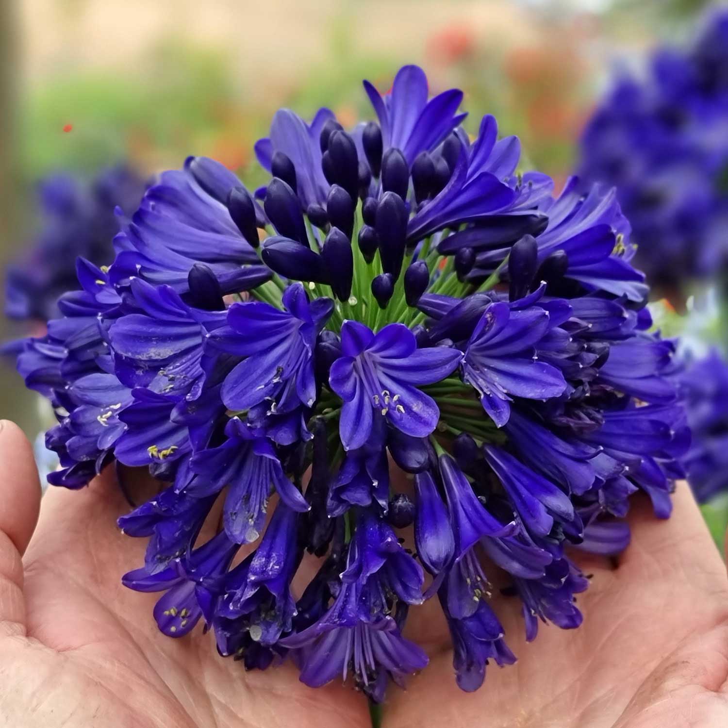 Agapanthus 'Midnight Sky' - Image 6