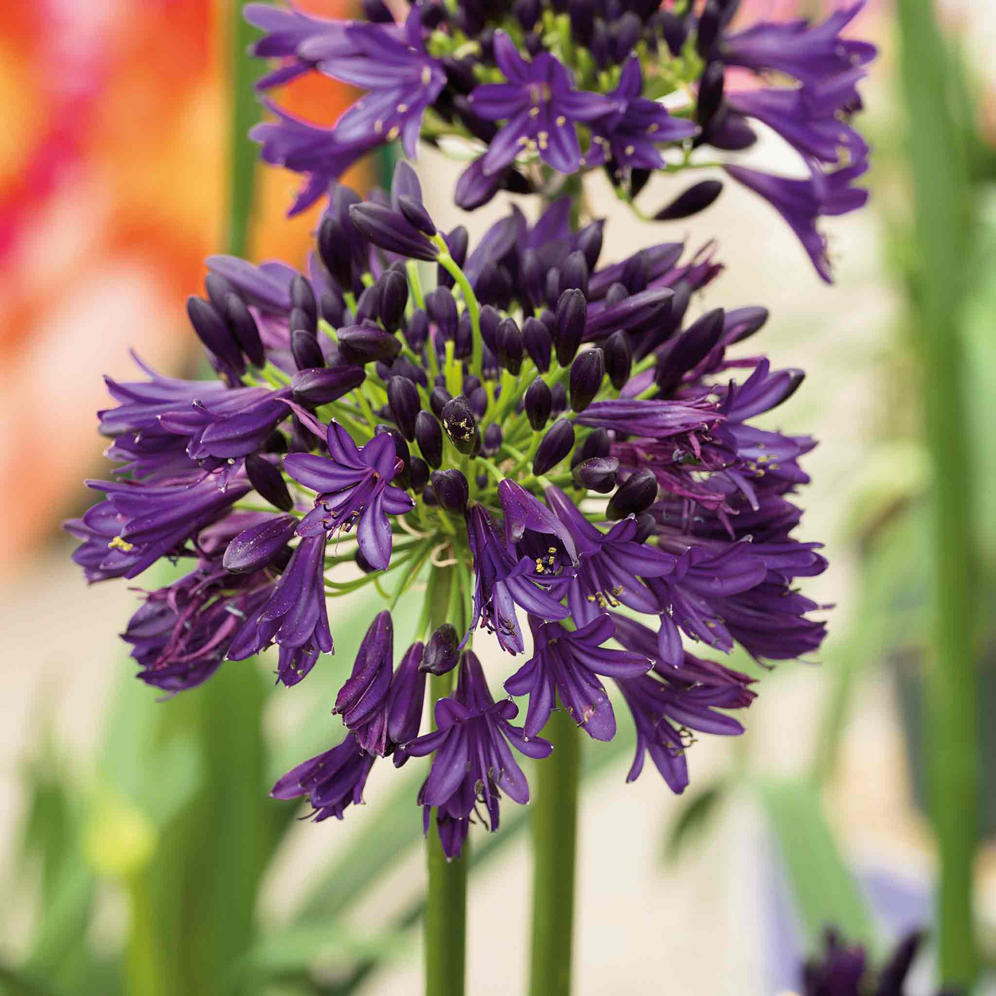 Agapanthus 'Blackjack' - Image 11