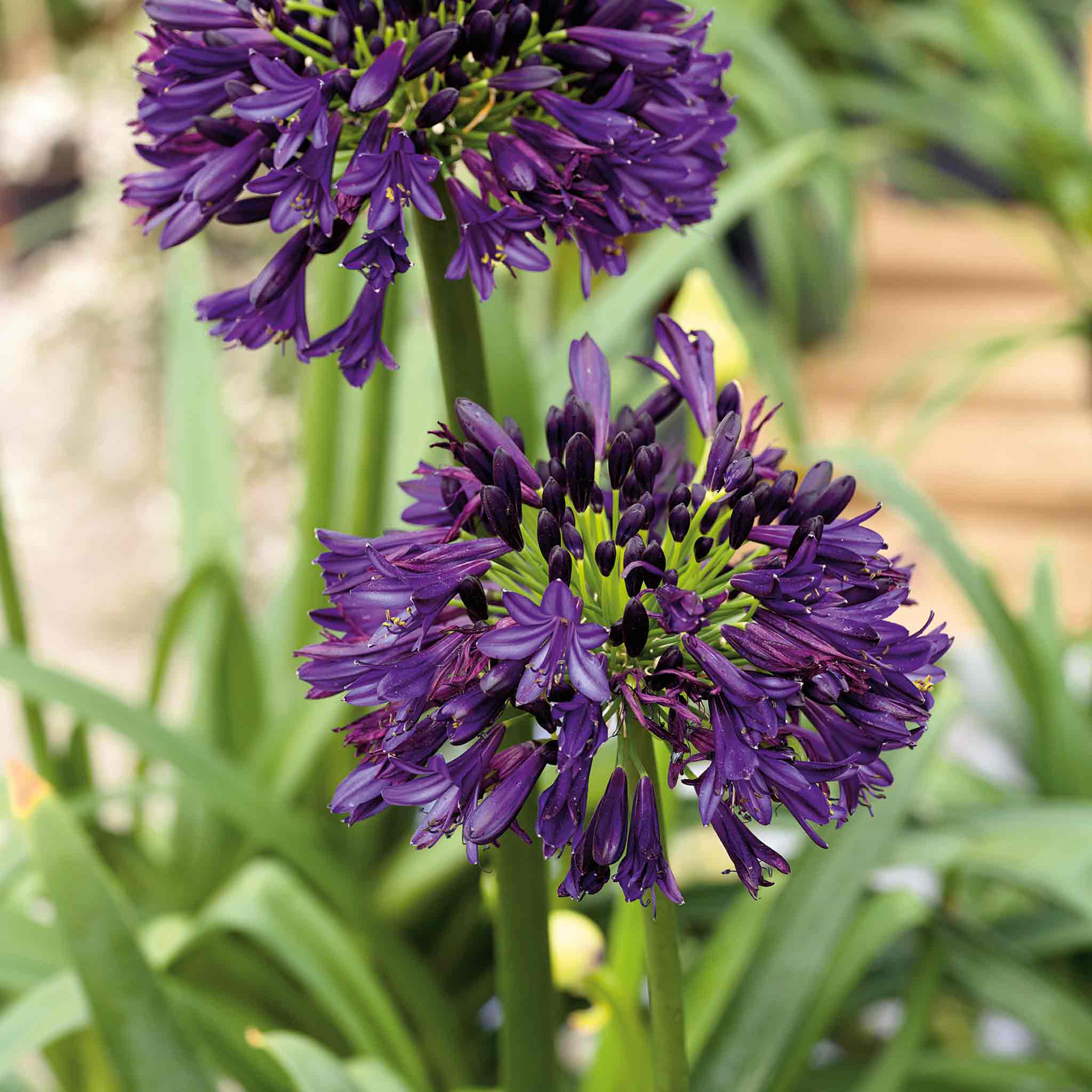 Agapanthus 'Blackjack' - Image 12
