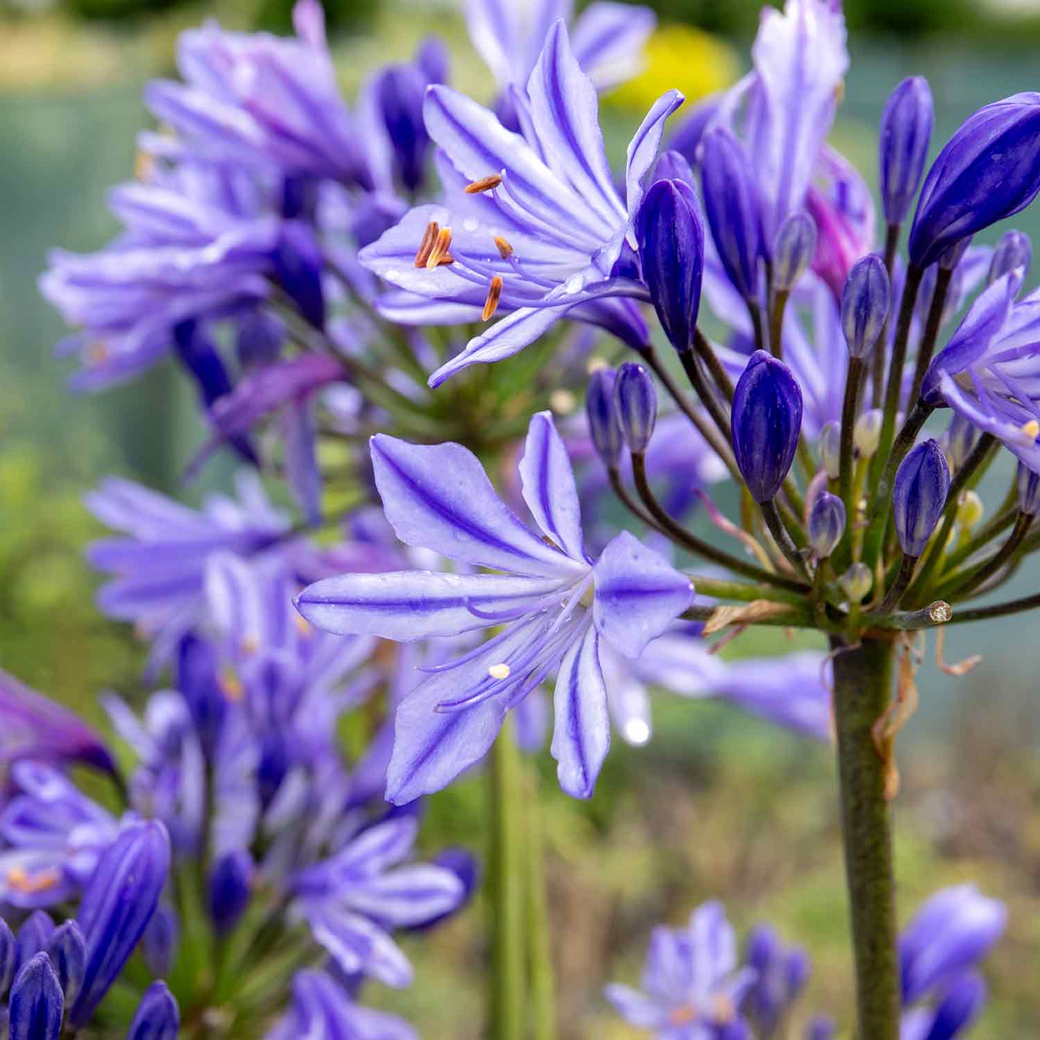 Agapanthus 'Charlotte' - Image 2