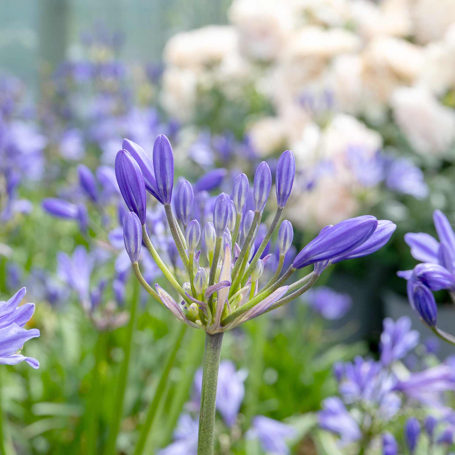 Agapanthus 'Charlotte' - Image 8