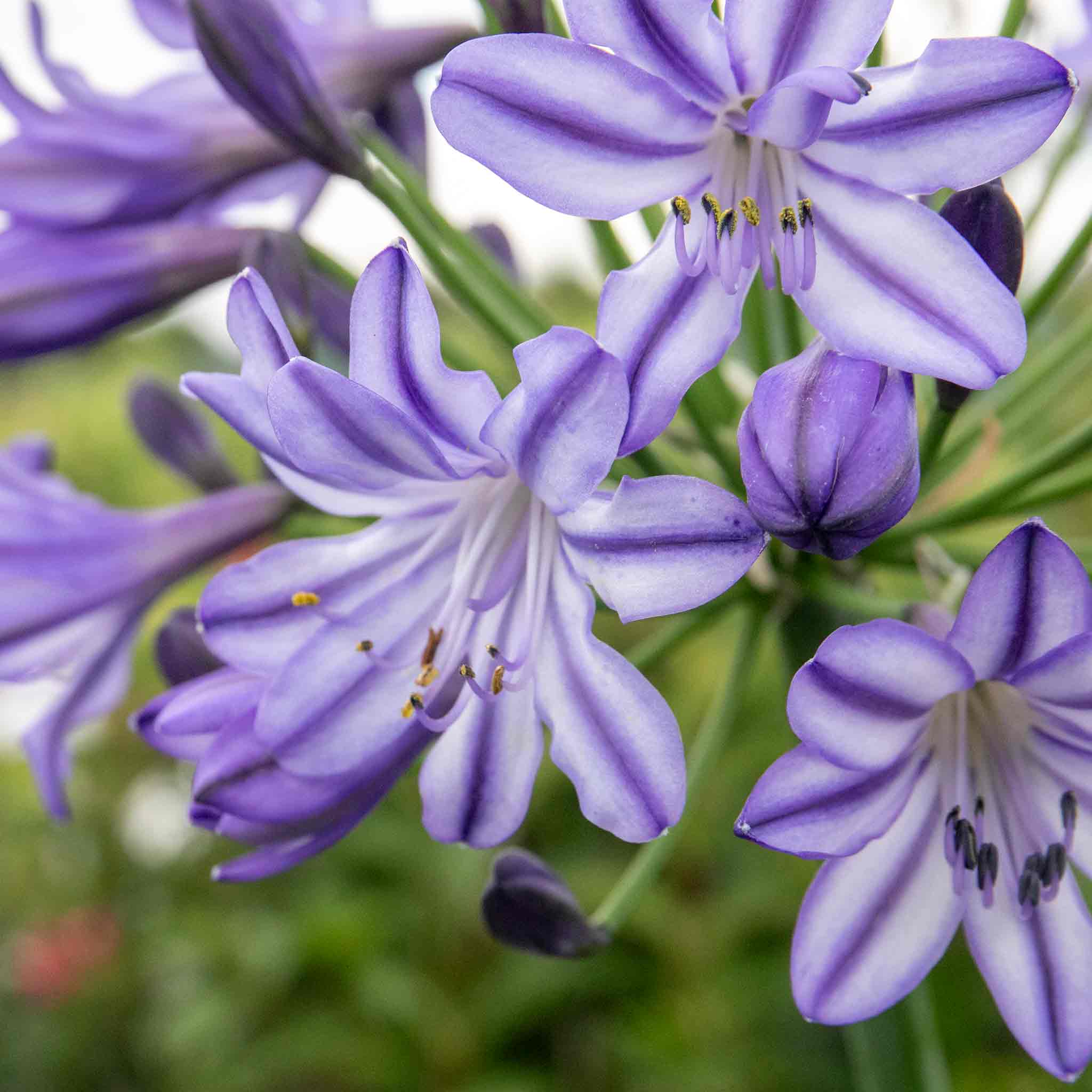 Agapanthus 'Poppin Star' - Image 8