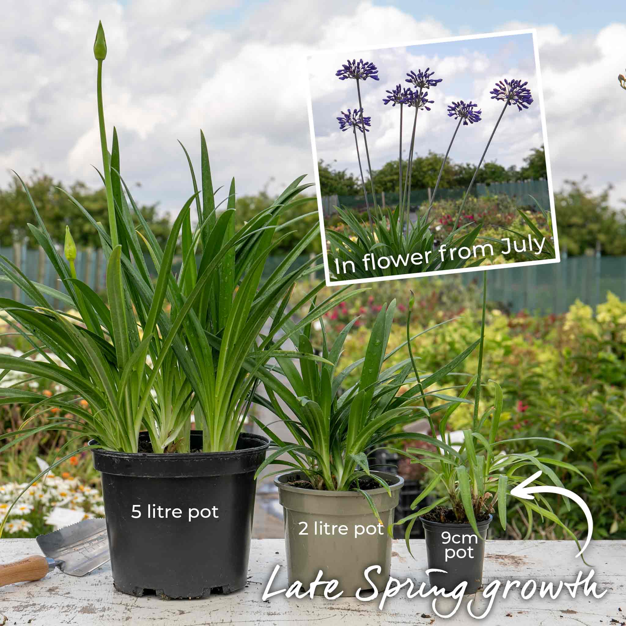 Agapanthus 'Sea Storm' - Image 4