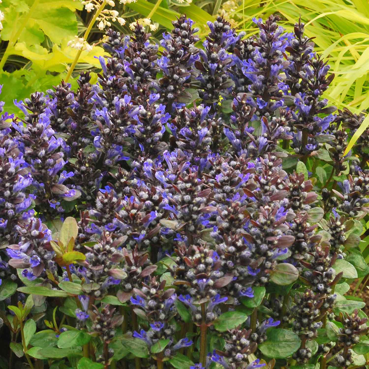 Ajuga 'Reptans Blueberry Muffin' - Image 2