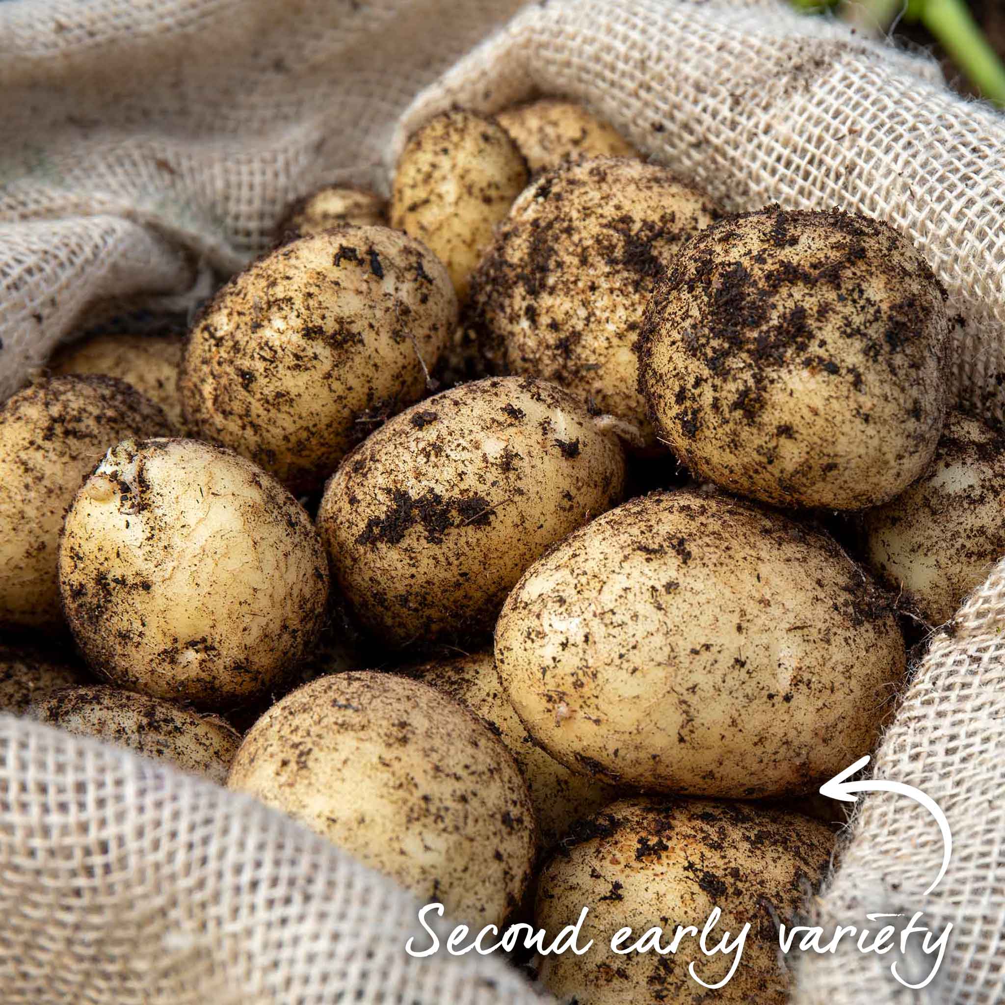 Albert Bartlett Seed Potato 'Vivaldi' - Image 2