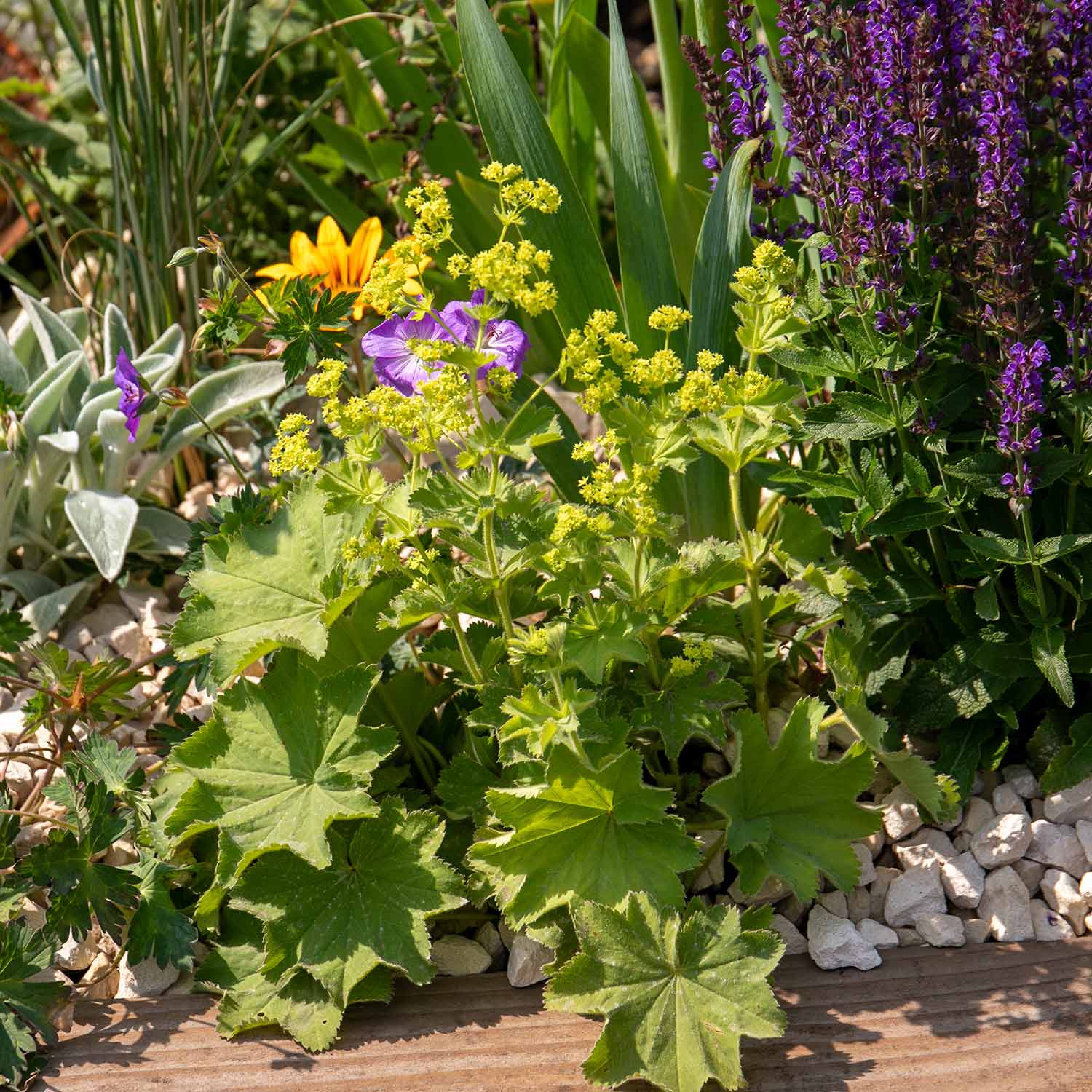 Alchemilla 'Mollis Irish Silk' - Image 3