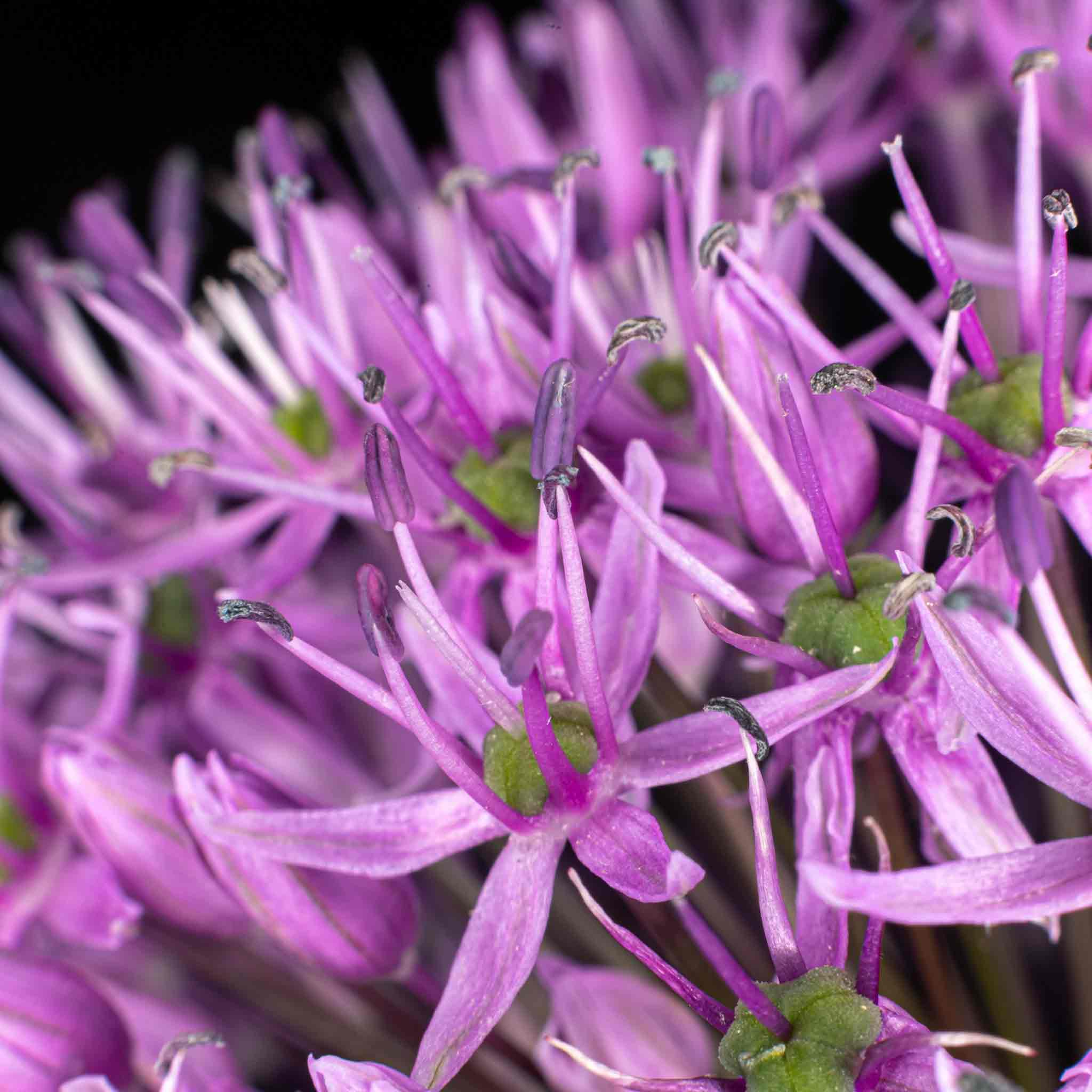 Allium Bulbs 'Globemaster' - Image 8