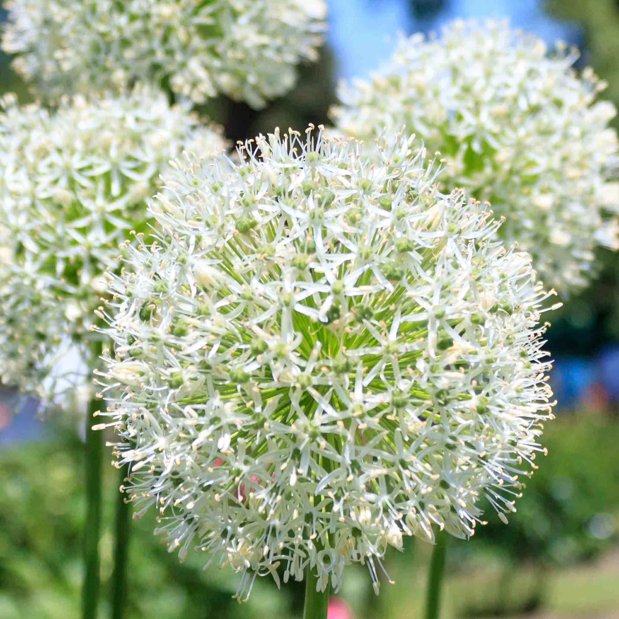 Allium Bulbs 'Mount Everest' - Image 7