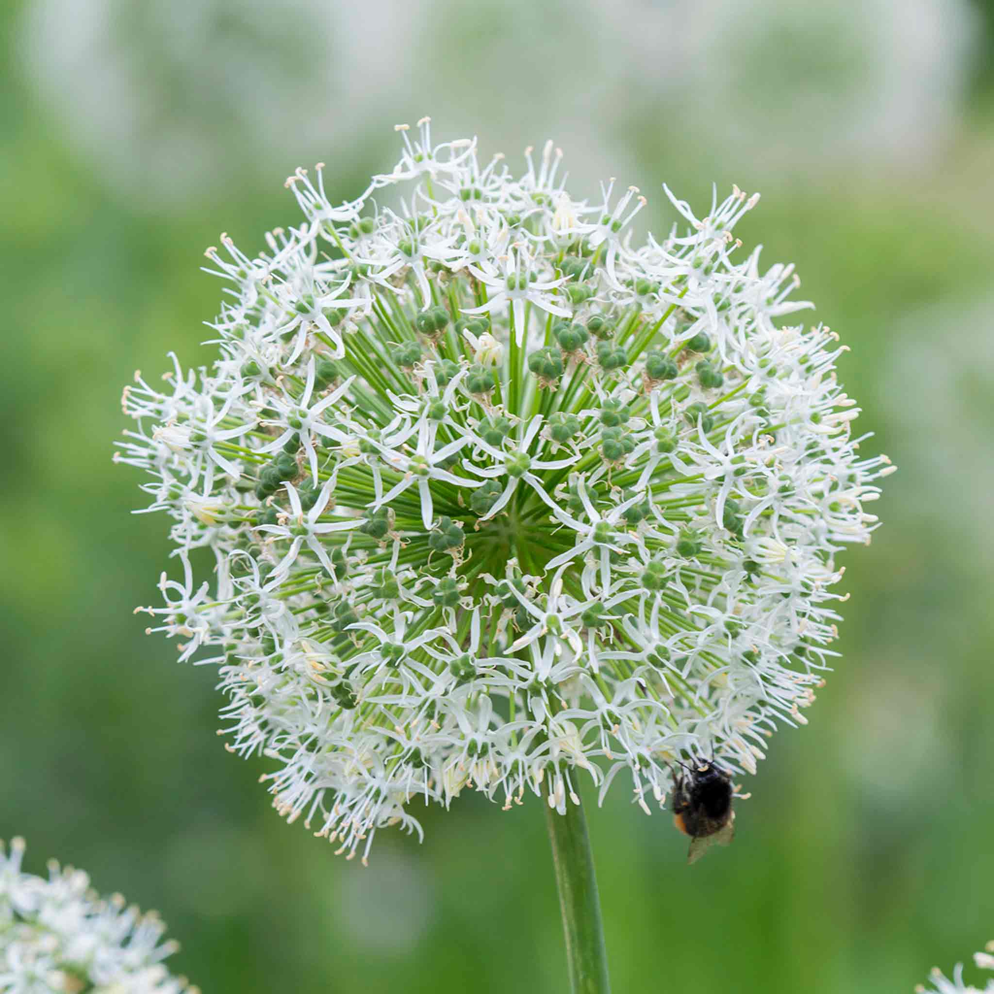 Allium Bulbs 'Mount Everest' - Image 8
