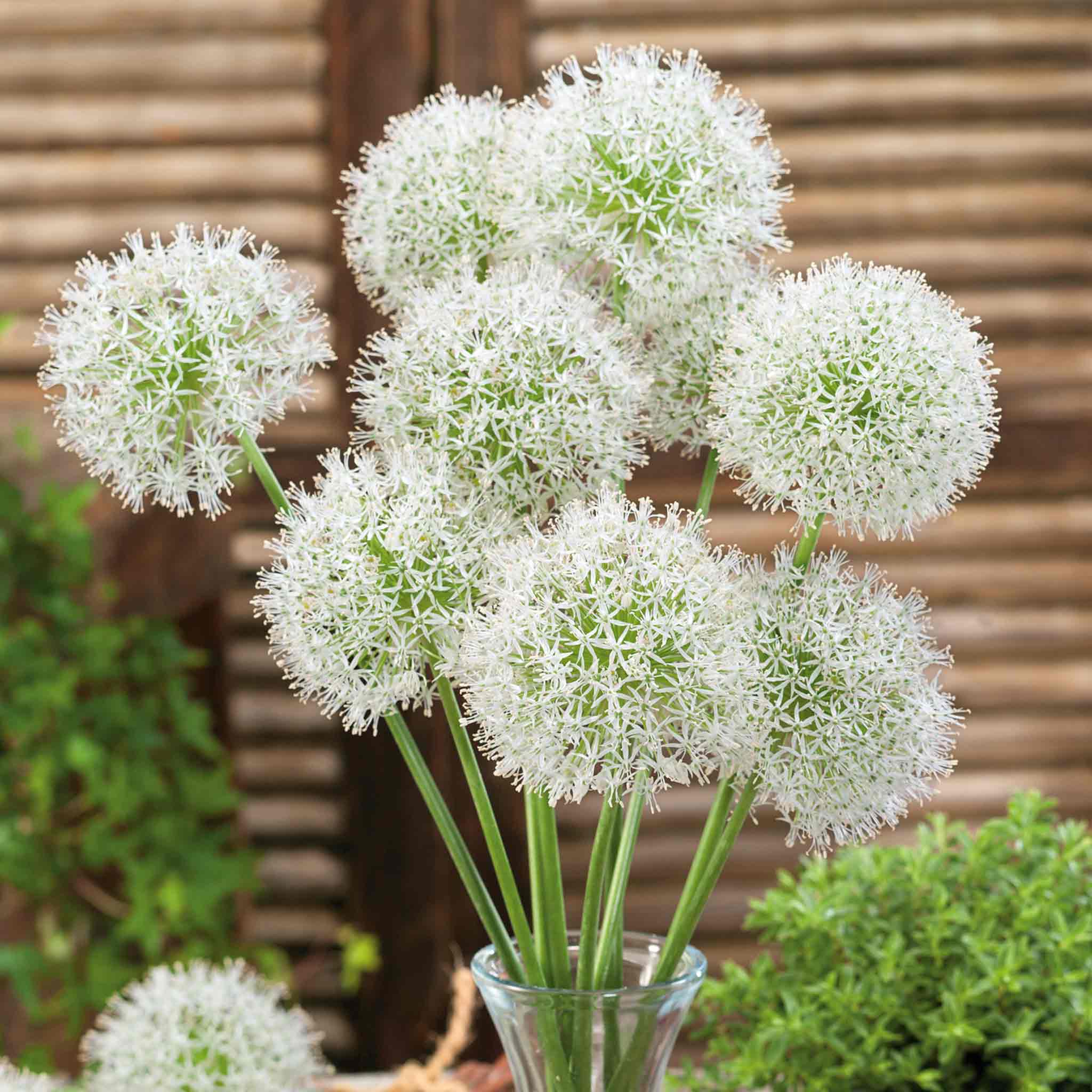 Allium Bulbs 'Mount Everest' - Image 9