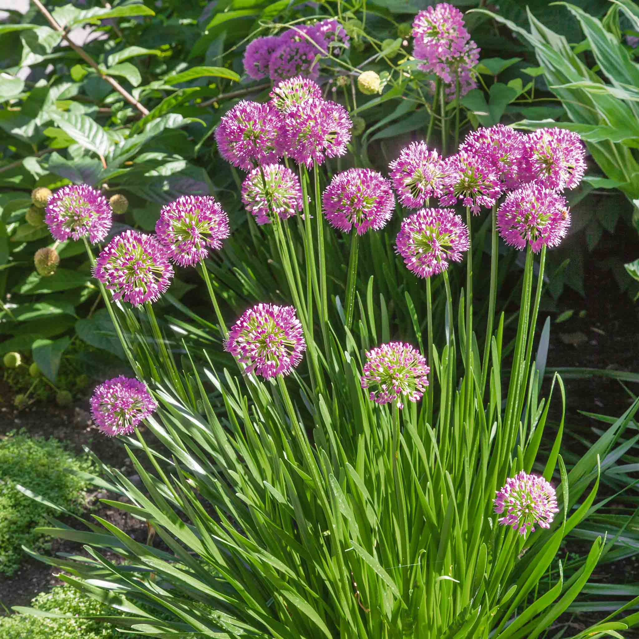 Allium 'Millennium' - Image 7