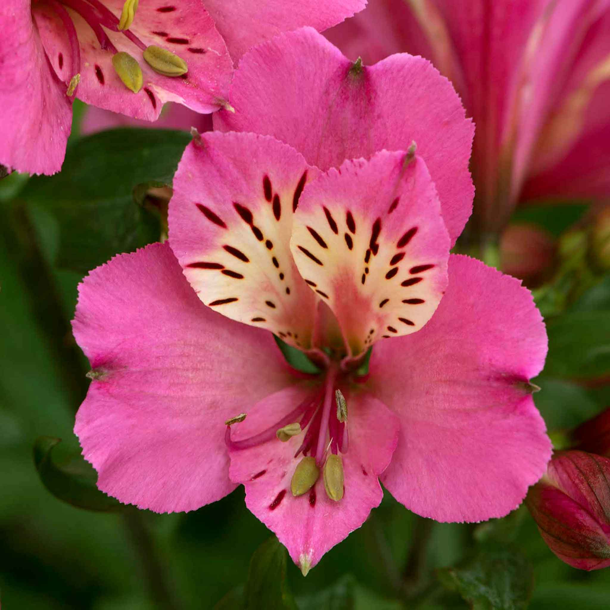 Alstroemeria Collection - Image 8