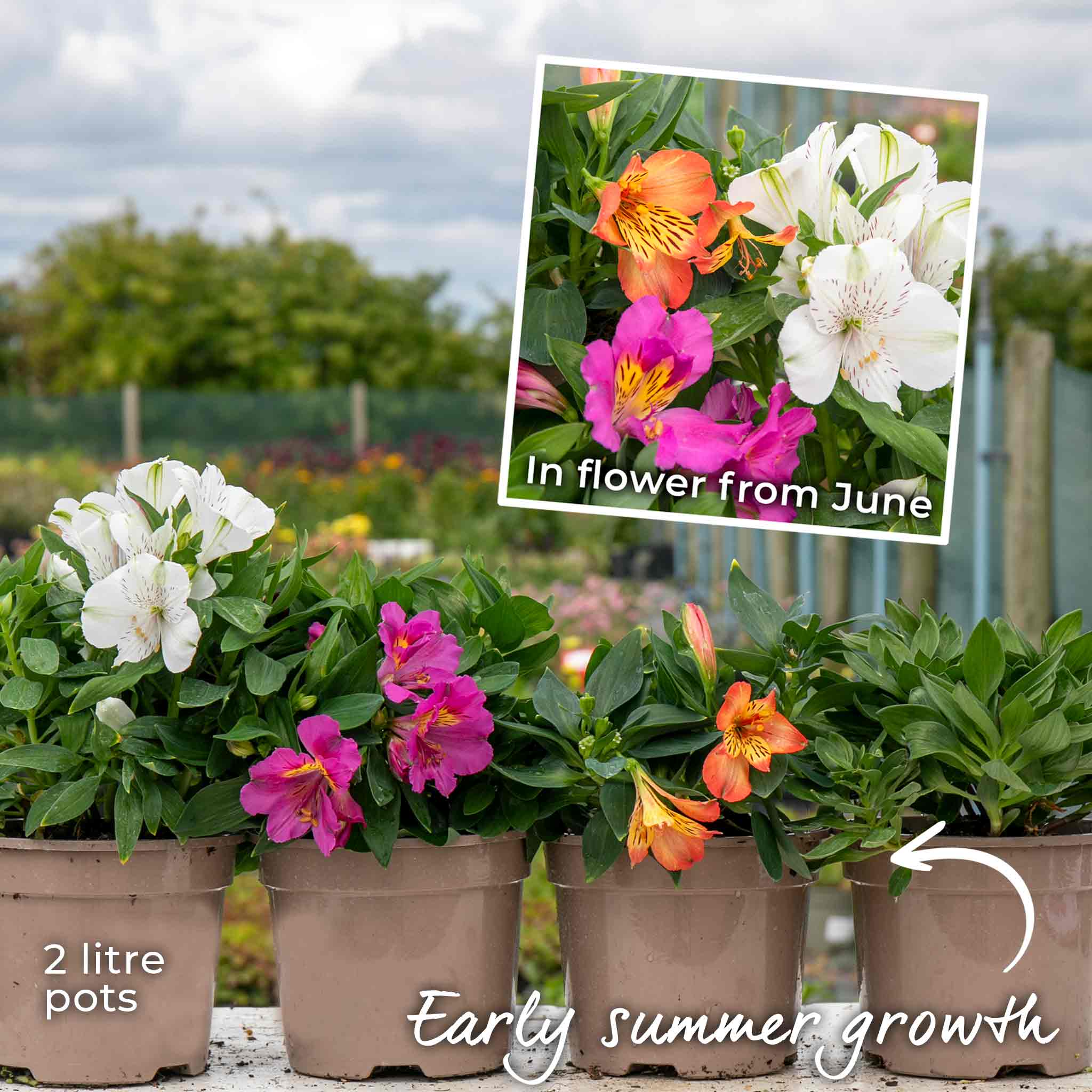 Alstroemeria 'Inticancha Paraiso' - Image 11