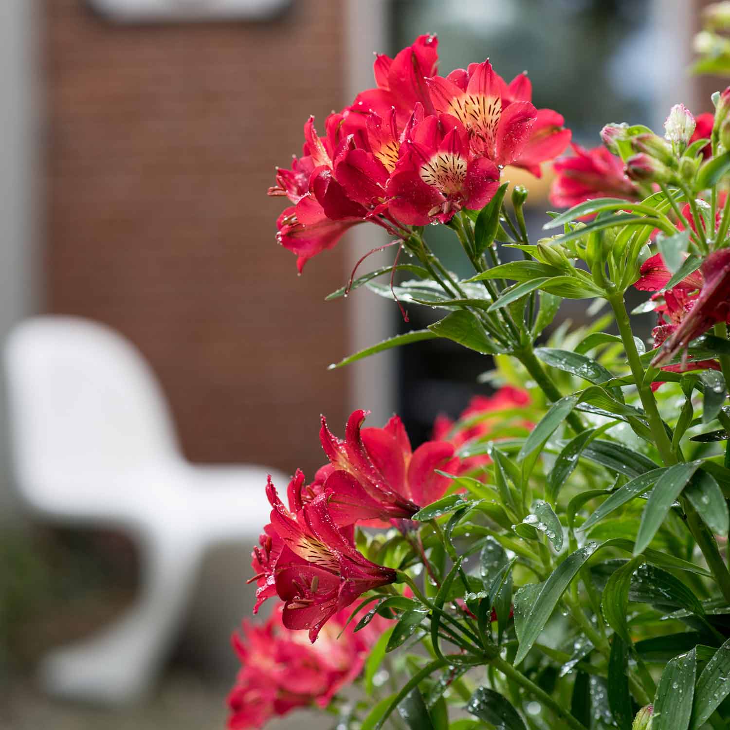 Alstroemeria 'Summer Pepper' - Image 3