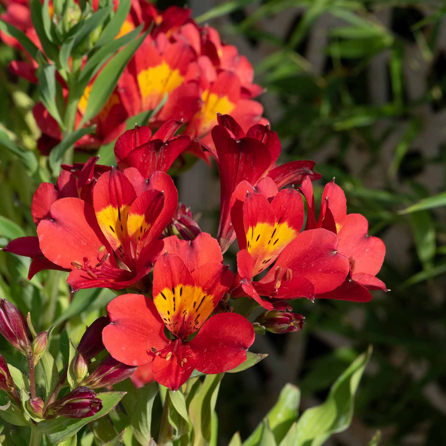 Alstroemeria 'Summer Pepper' - Image 4