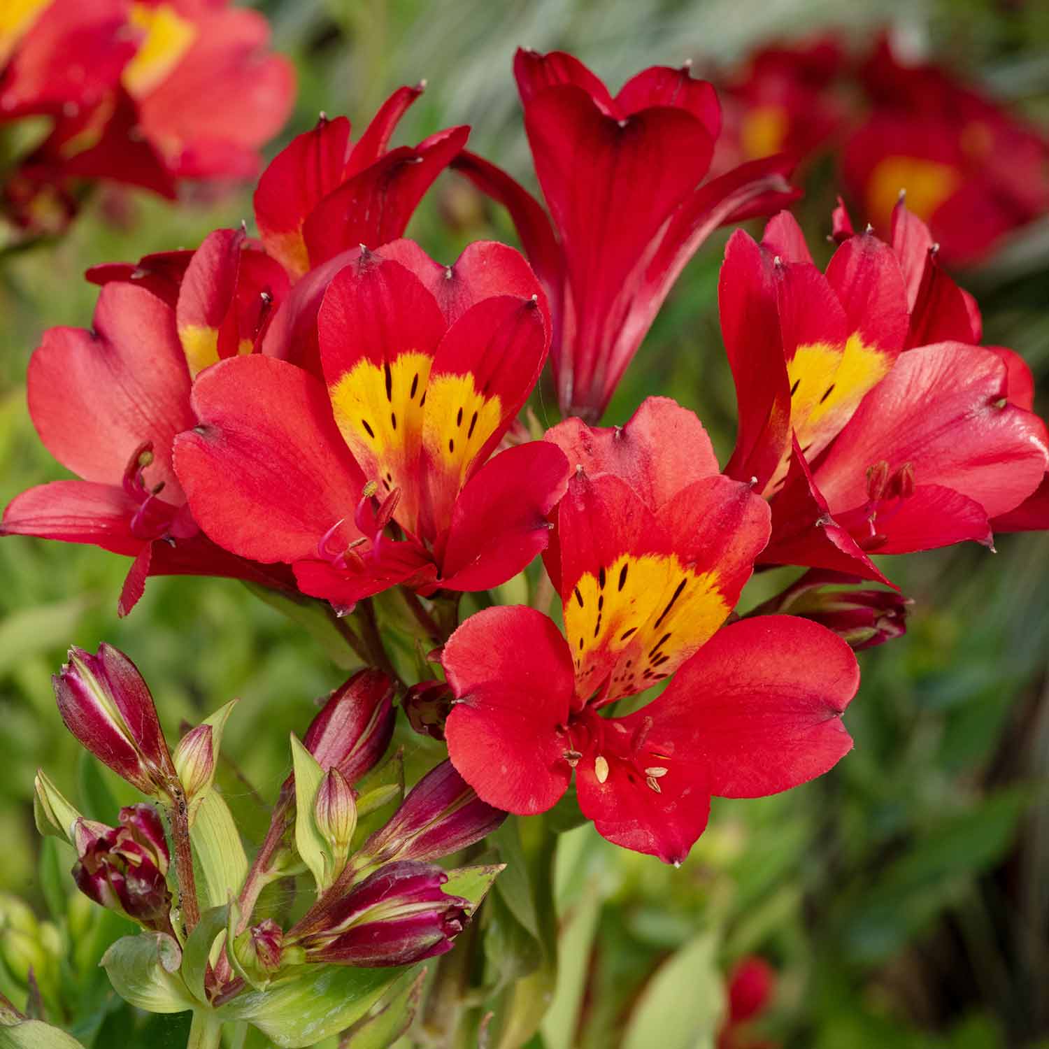 Alstroemeria 'Summer Pepper' - Image 9