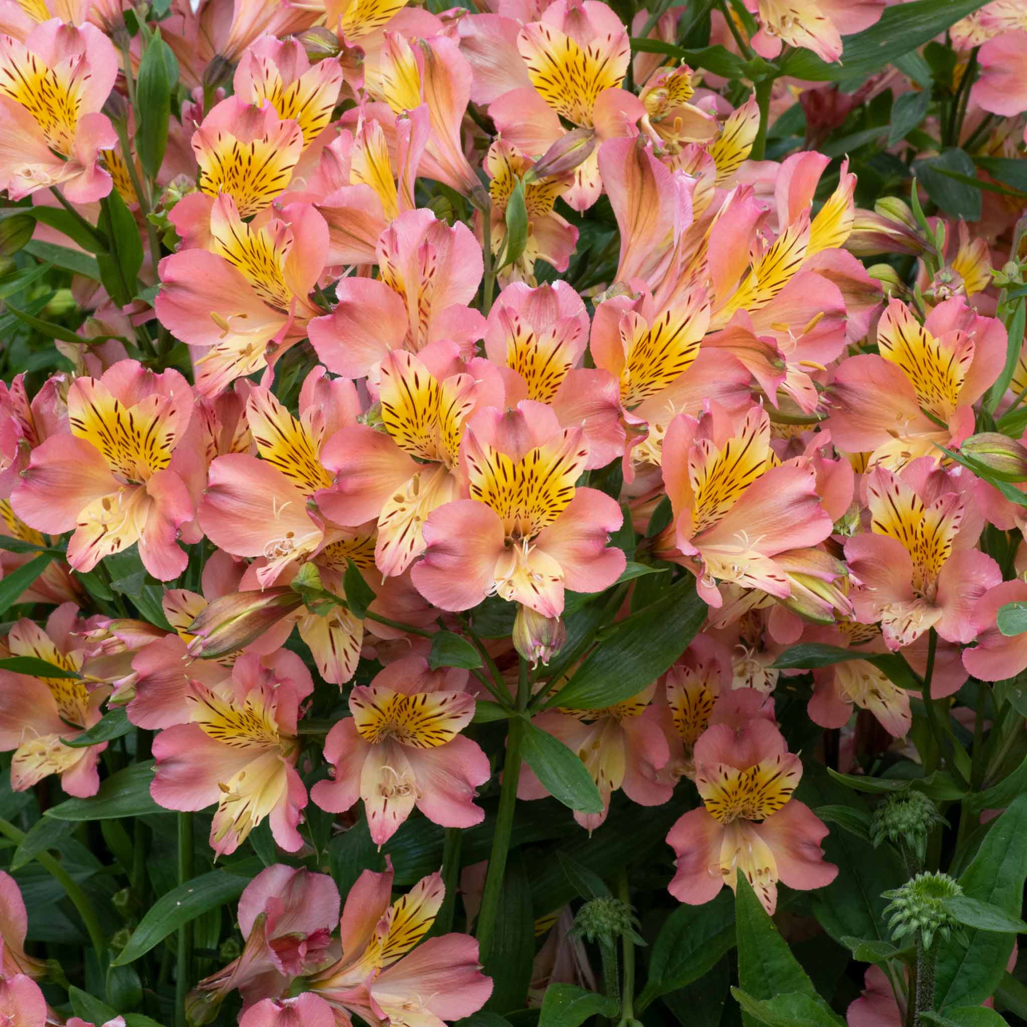 Alstroemeria 'Summer Rose' - Image 3