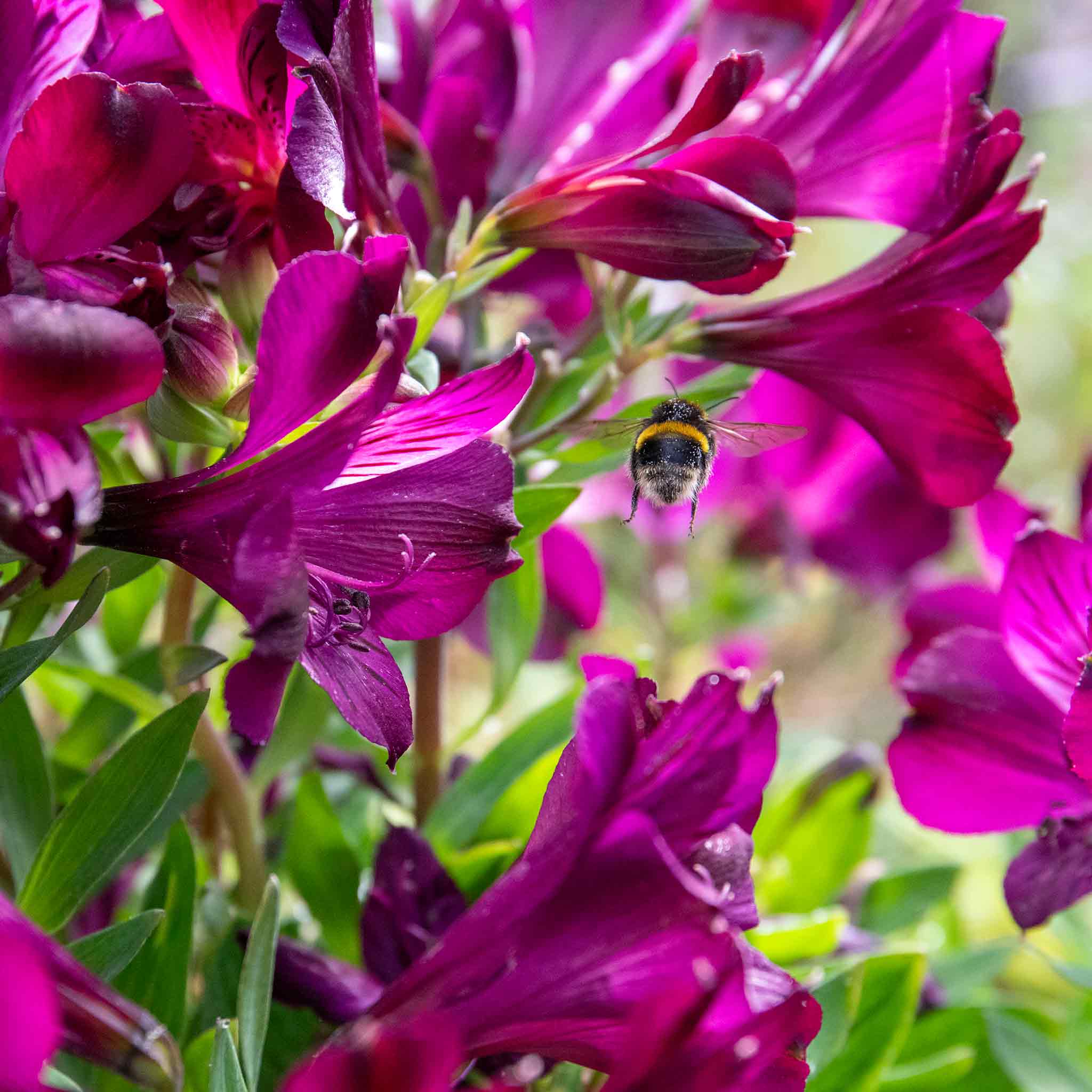 Alstroemeria Inticancha Collection - Image 6