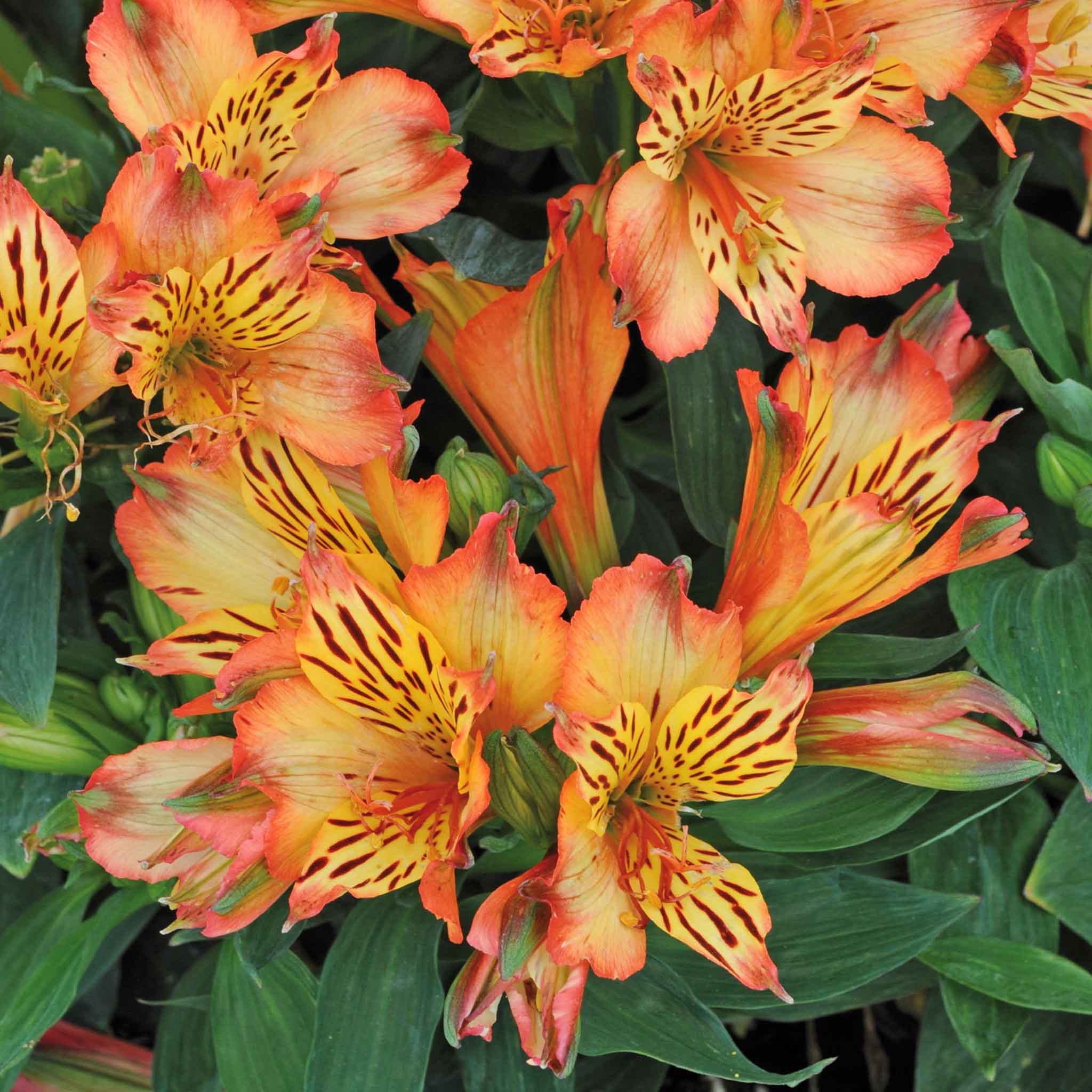 Alstroemeria Inticancha Collection - Image 7
