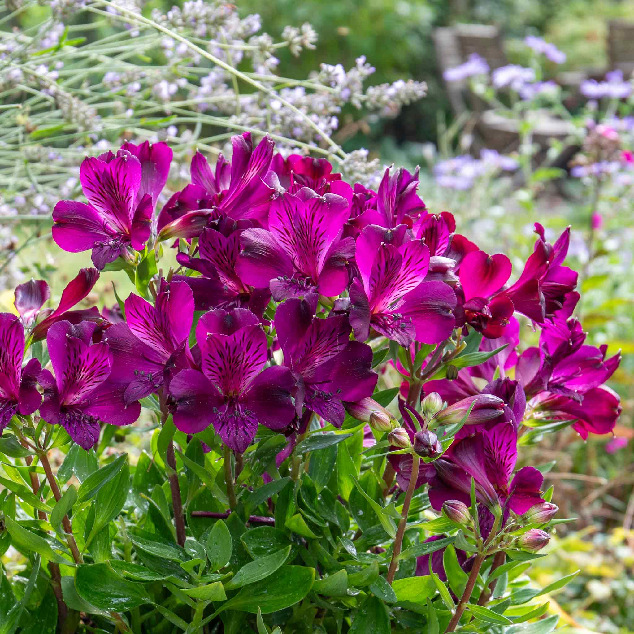 Alstroemeria Inticancha Collection - Image 8