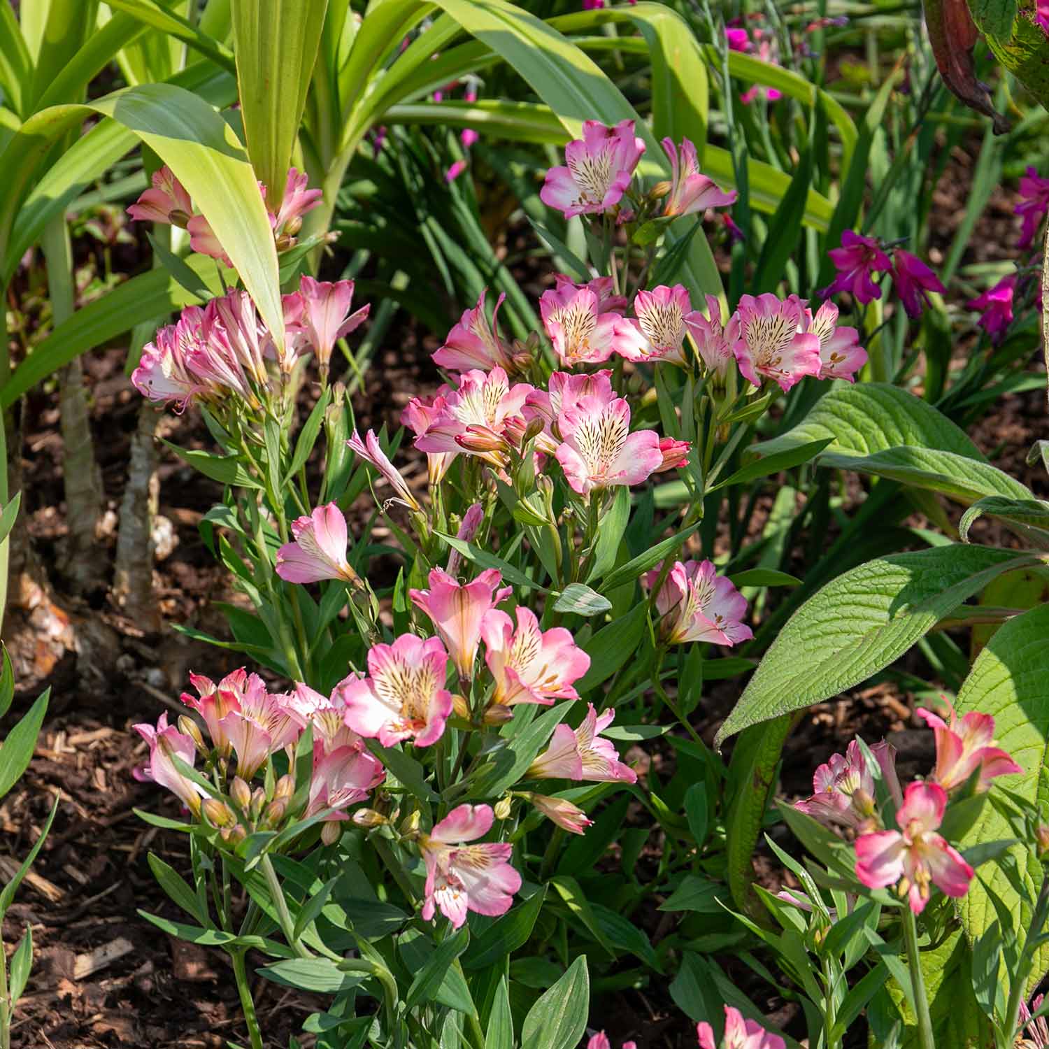 Alstroemeria 'Summer Break' - Image 6