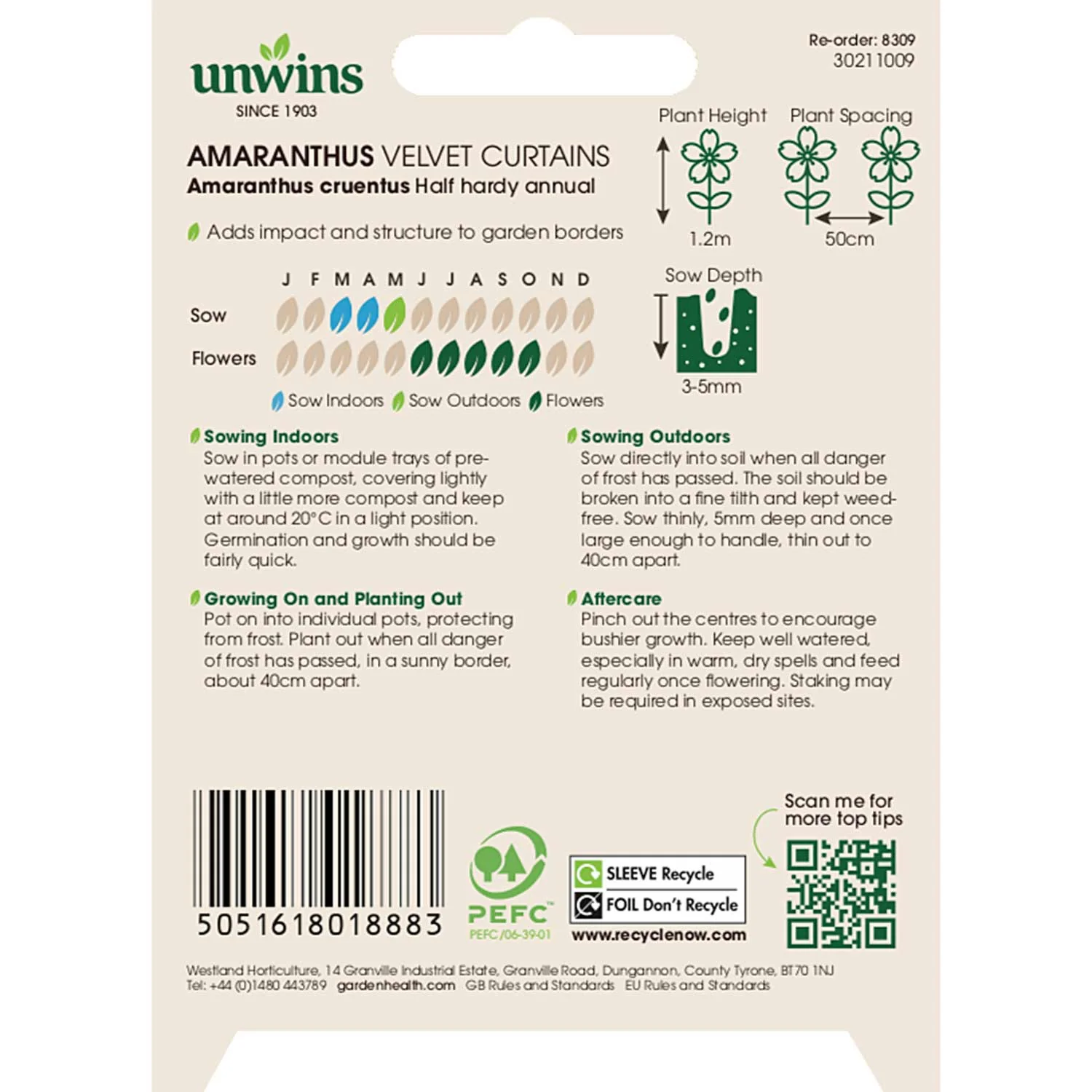 Amarathus Seeds 'Velvet Curtains' - Image 3
