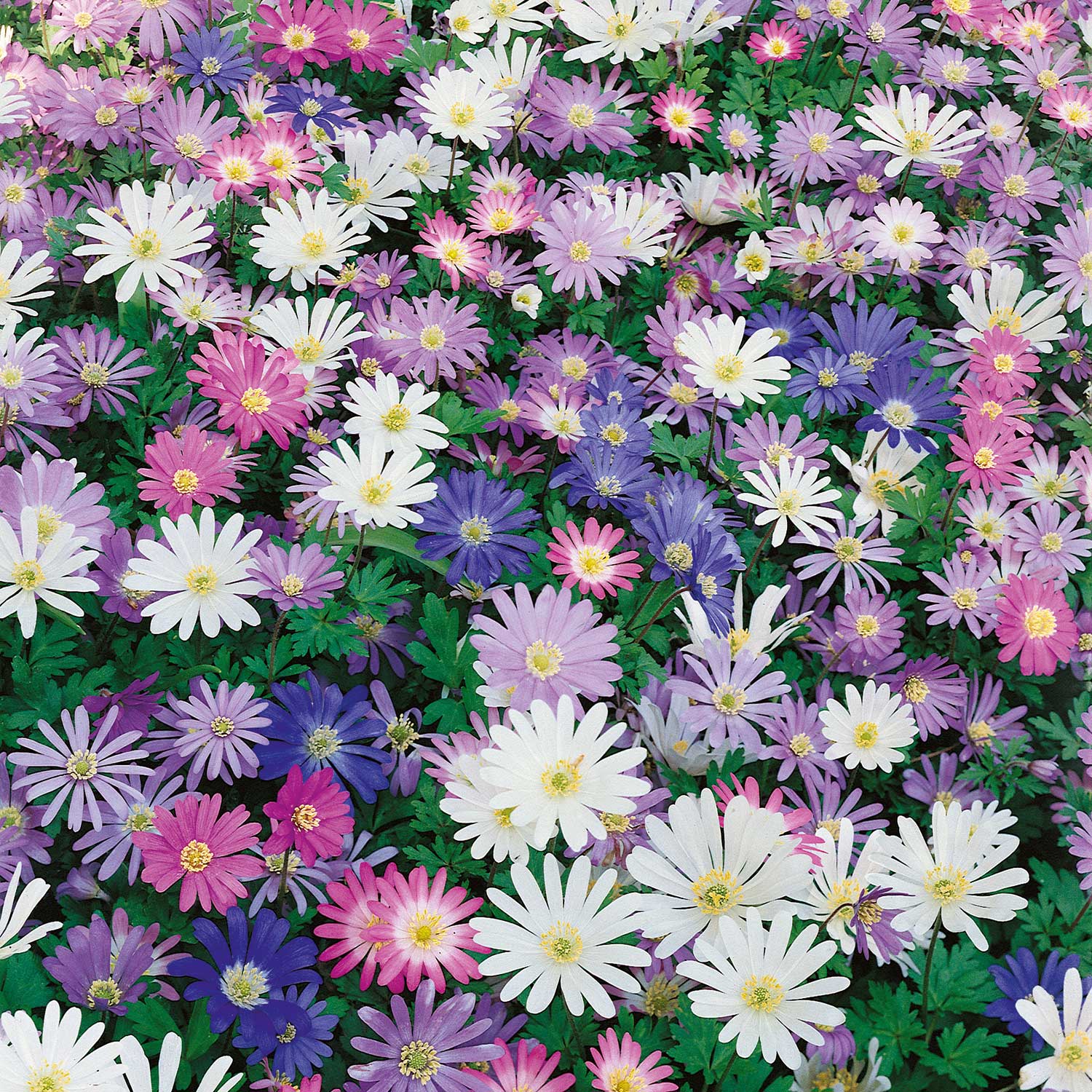 Anemone Corms 'Blanda Mixed' - Image 4