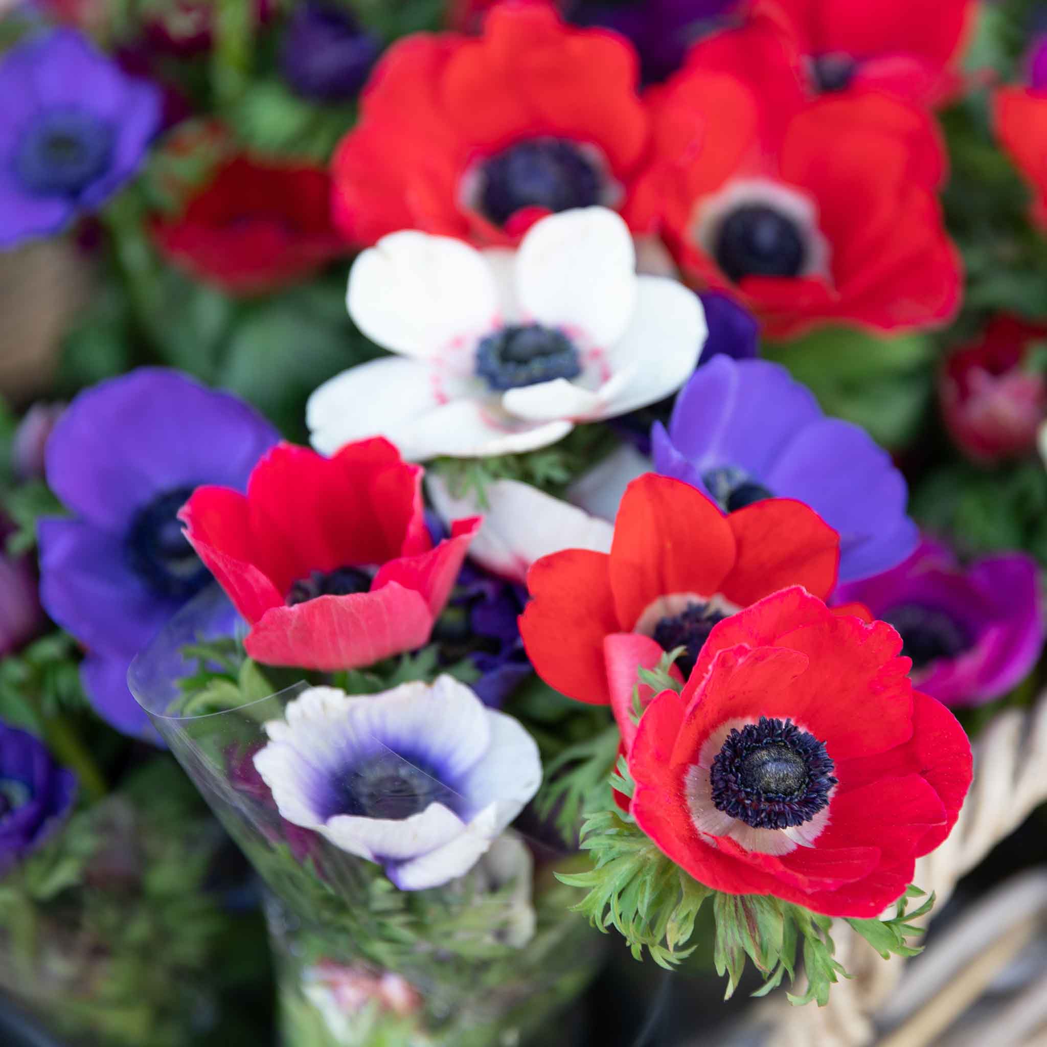 Anemone Bulb 'Coronaria de Caen Mix' - Image 4